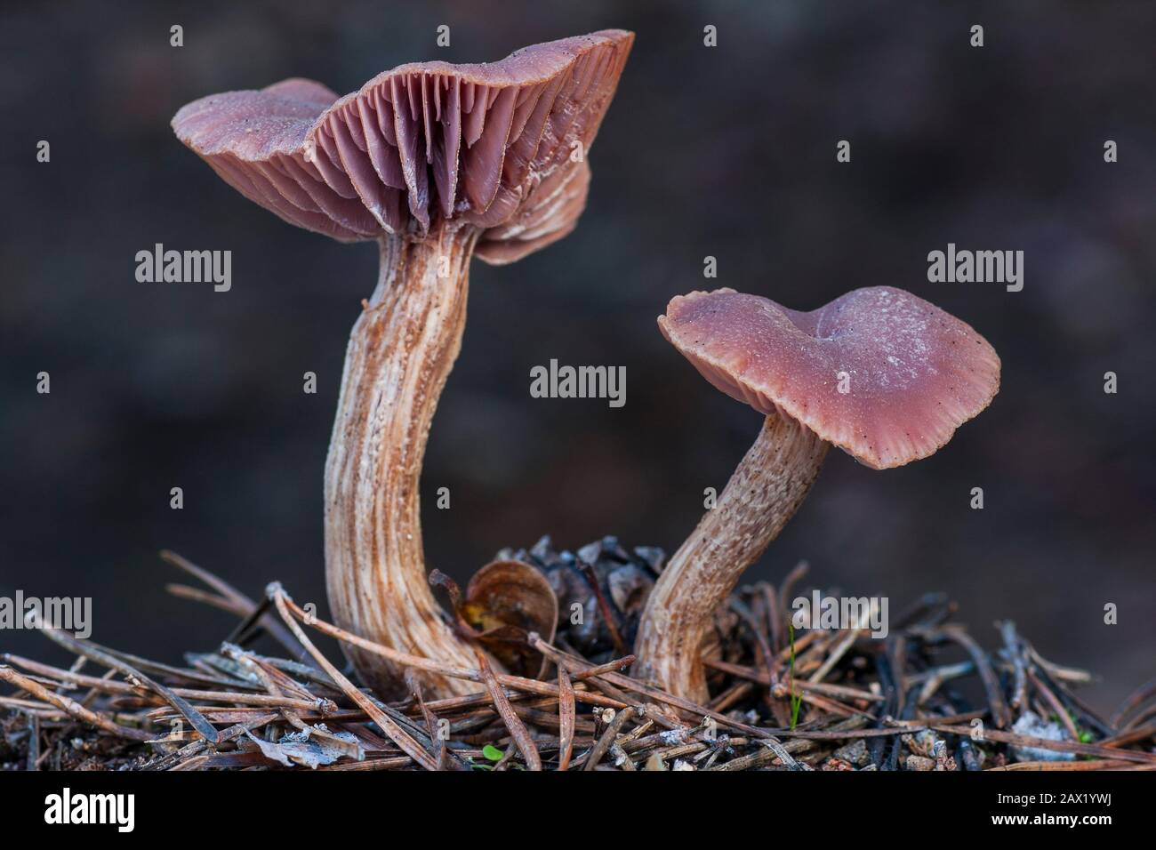 Purple mushroom hires stock photography and images Alamy