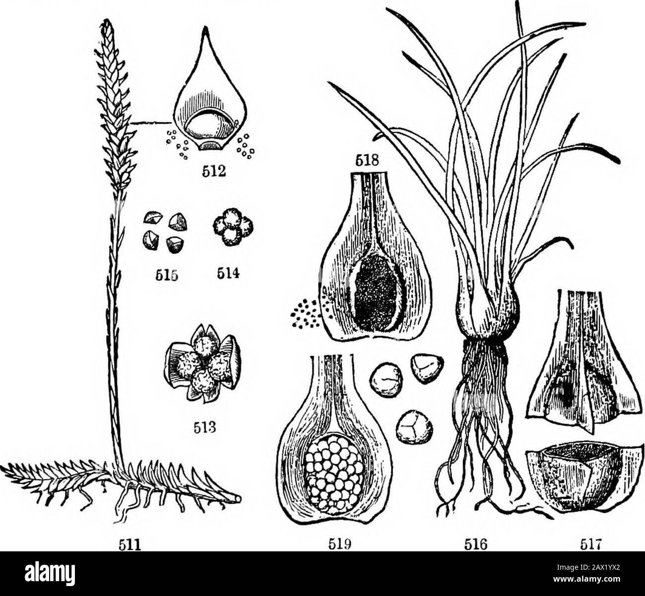 The elements of botany for beginners and for schools . Fig. 509. A young prothallus of a Maiden-hair, moderately enlarged, and anolder one with the first fern-leaf developed from near the notch. 510. Middle por-tion of the young one, much magnified, showing below, partly among the rootlets,the antheridia or fertilizing organs, and above, near the notch, three piatiUidia,to be fertilized. 160 CRYPTOGAMOUS OR FLOWERLESS PLANTS. [SECTION 17. closely resembles a small Liverwort. This is named a PEOTHAliUS (Tig.509): from some point of this a bud appears to originate, which producesthe first fern-l Stock Photo
