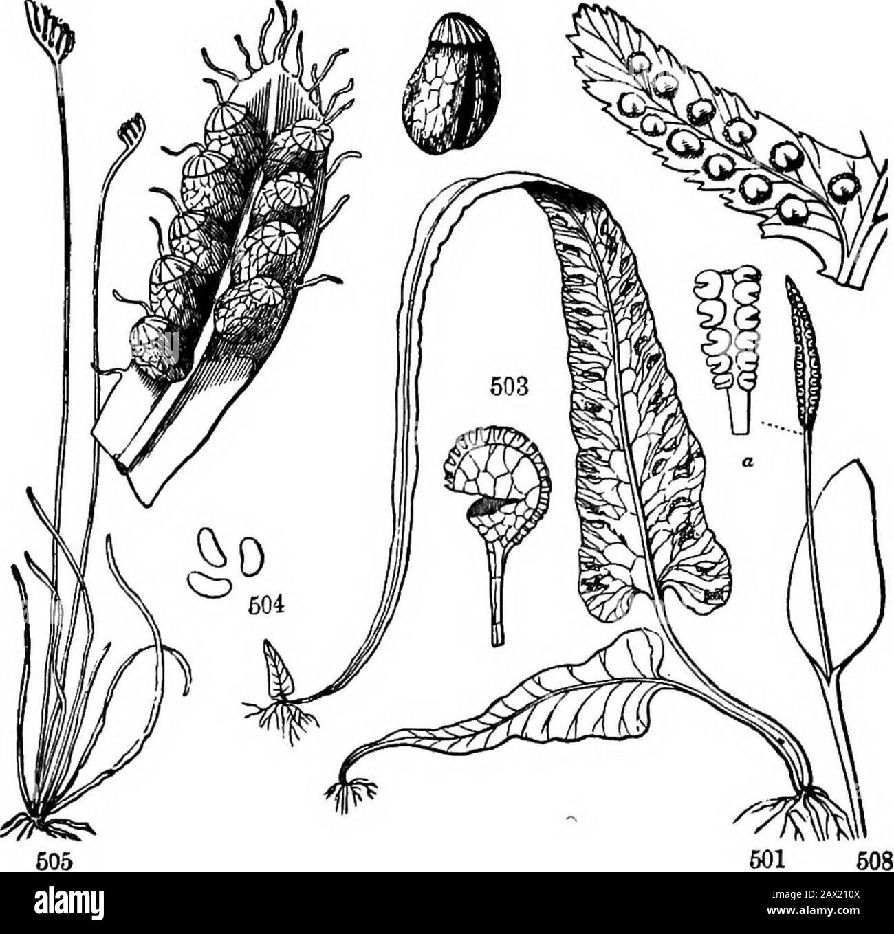 The elements of botany for beginners and for schools . or spike of spore-cases, with some of the latter taken off. 495. View(more enlarged) of under .side of the shield-shaped body, bearing a circle of spore-cases. 496. One of the latter detached and more magnified. 497. A spore withthe attached arms moistened. 498. Same when dry, the arms extended. Fig. 499. A Tree-Fem, Dicksonia arborescens, with a yonng one near its base.In front a common herbaceous Pern (Polypodium viUgare) with its creeping stemor rootstock. Fio. 600. A section of the trunk of a Tree-Fern* 158 CEYPTOGAMOUS OR FLOWERLESS P Stock Photo
