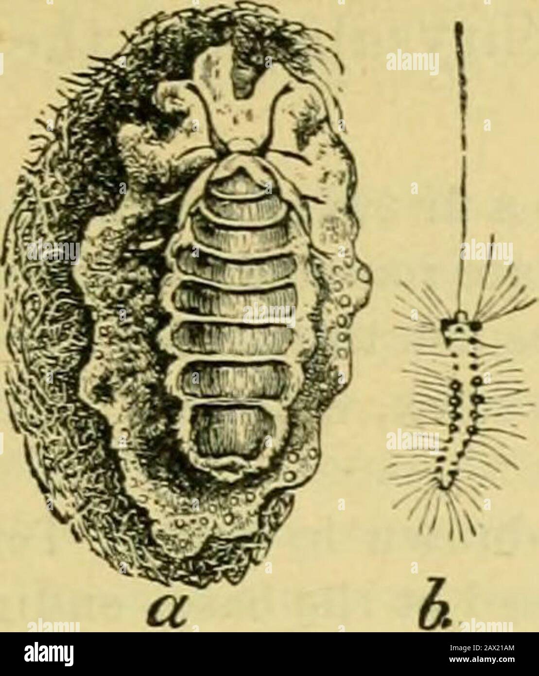 Fifth report of the United States Entomological Commission, being a revised and enlarged edition of Bulletin no7, on insects injurious to forest and shade trees . he antennae are black, serrated. Body dull horn-yellow ; abdomen a little paler, more amber colored ; legs concolorouswith the body. Wings smoky, with black veins. Length 7. Cocoonregularly oval-cylindrical; of a pale silken brown; length 8™™. 8. The TUSSOCK MO IH.Orgyia leueosiigma Abbot-Smith. Order Lepidoptera ; family Bombycid^. Feeding on the leaves of the fir in July and August in Maine, a hairy caterpillarwith two black pencil Stock Photo