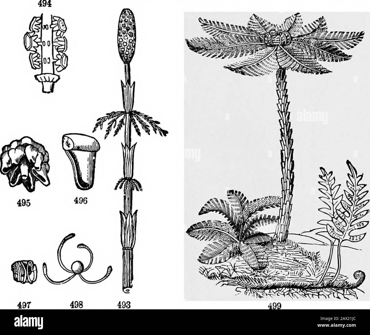 The elements of botany for beginners and for schools . e. Water-Ferns. 485. Horsetails, Equisetacea, is the name of a family which consistsonly (among now-living plants) of Equisetwm, the botanical name of Horse-tail and Scouring Rush. They iiave hollow stems, with partitions at thenodes; the leaves consist only of a whorl of scales at each node, thesecoalescent into a sheath: from the axils of these leaf-scales, in many species,branches grow out, which are similar to the stem but on a much smallerscale, close-jointed, and with the tips of the leaves more apparent. At theapex of the stem appea Stock Photo