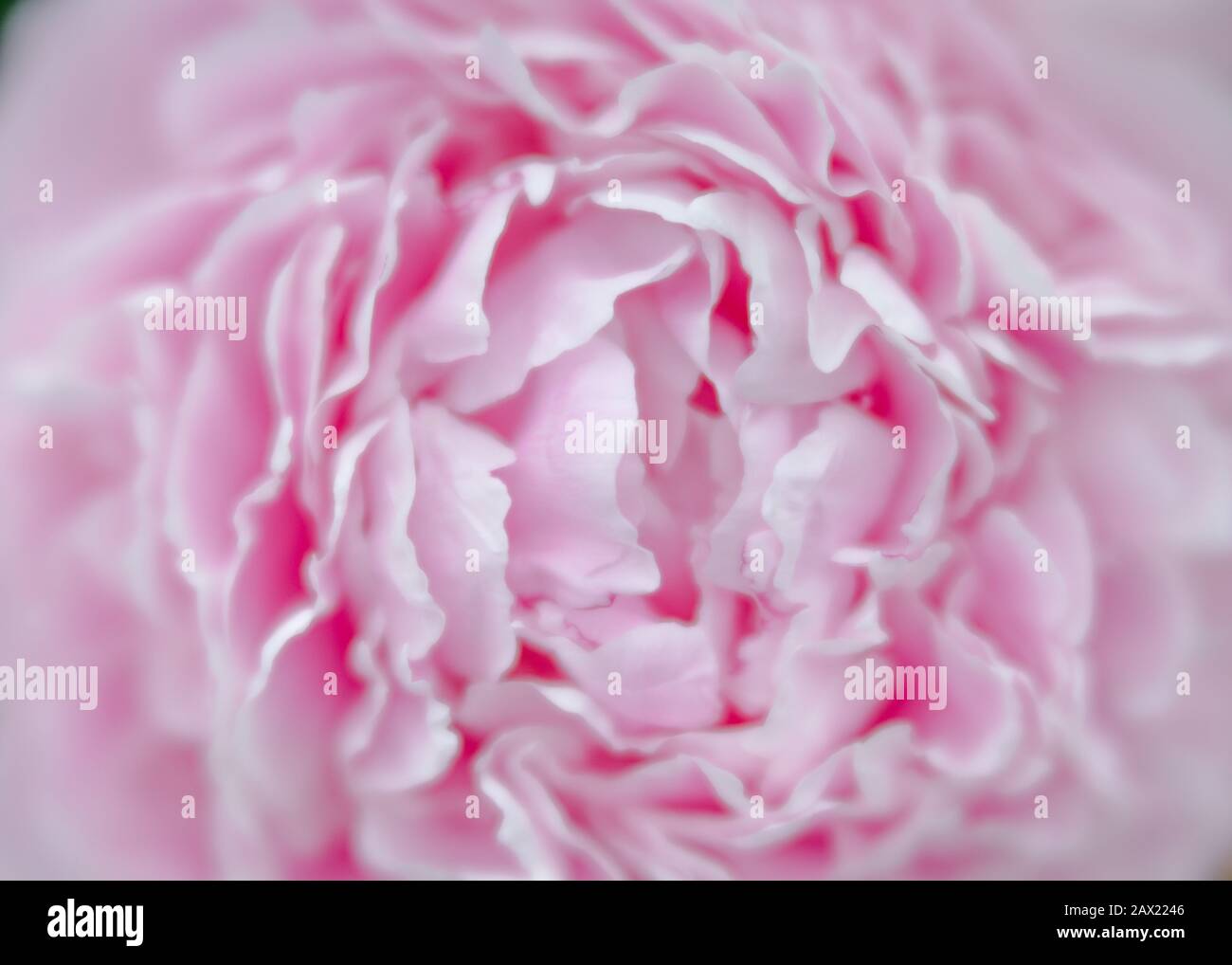 Peony photographed with specialty lens to produce soft creamy bokeh and a shallow depth of field. Stock Photo