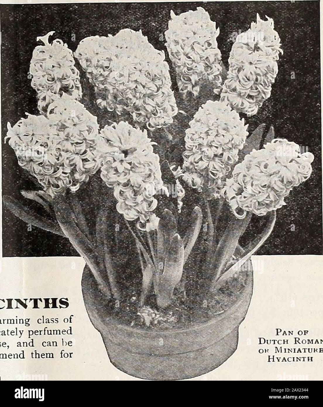 Dreer's autumn catalogue 1920 . We do not recommend them for. DUTCH ROMAN ORMINIATURE HYACINTHS These are small bulbs of the single-flowering Dutch Hya-cinths, and quite distinct from the French Romans, andexcellent for growing in pans, pots or boxes, in soil or pre-pared fibre, blooming early and freely. They may beplanted close together in the pans, pots or boxes, or in bedsin the open ground, with charming effect. The bulbs weoffer average 5 inches in circumference, and must not be con-founded with smaller unnamed sorts. Gertrude. Deep rose.Qigantea. Soft blush or shell pink.La Victoire. Br Stock Photo