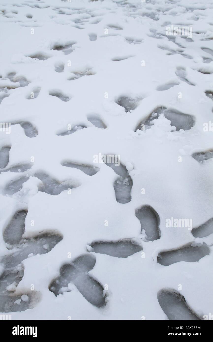 Random human steps on the white snow Stock Photo