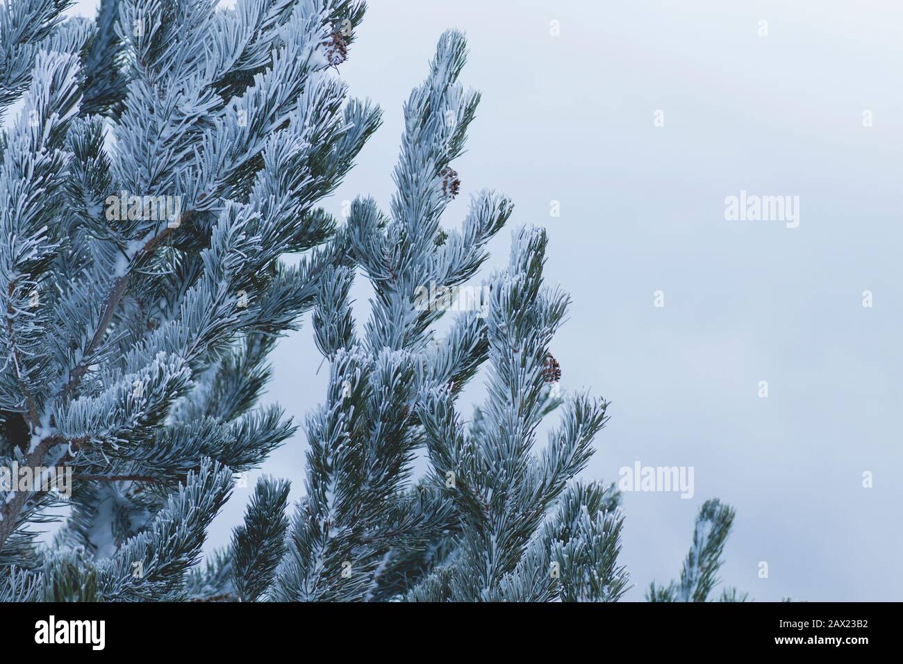Conifers Under Snow High Resolution Stock Photography and Images - Alamy