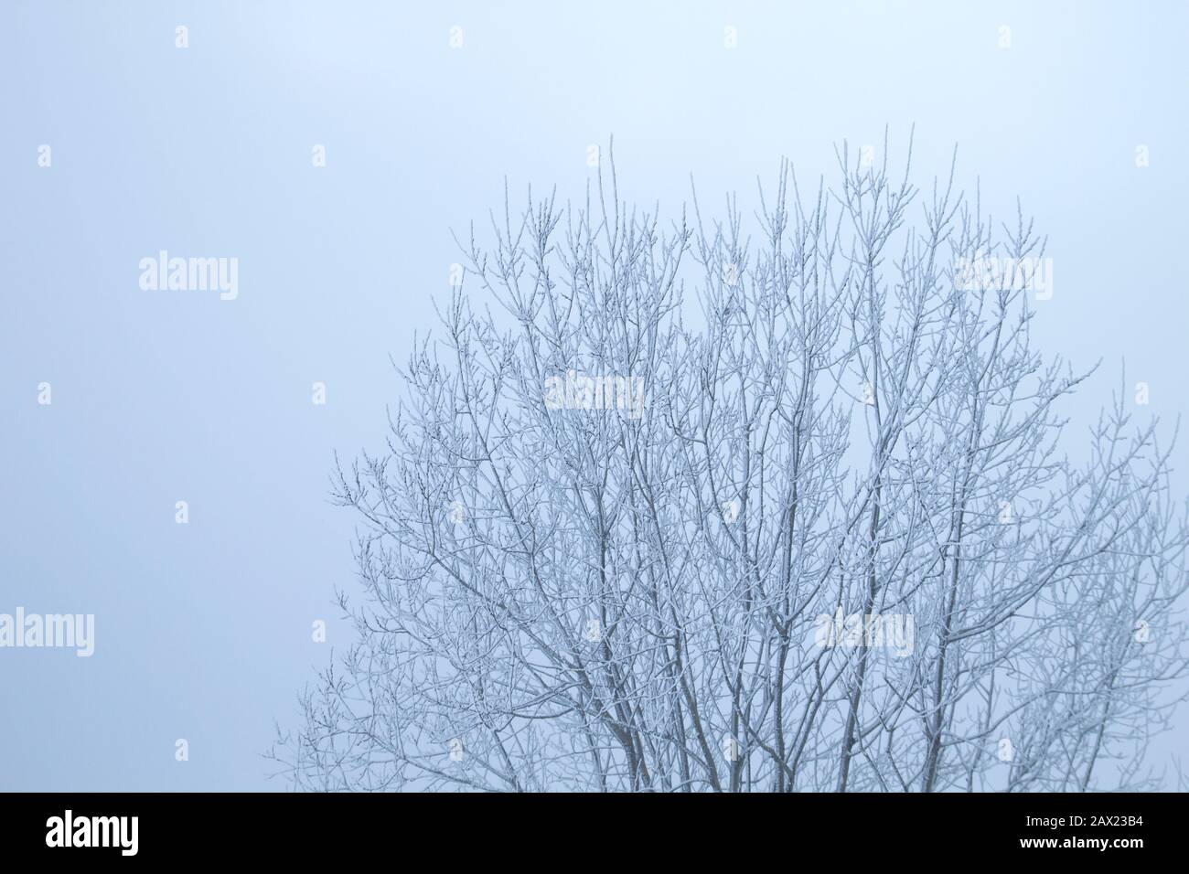 Wintry tree covered of snow Stock Photo