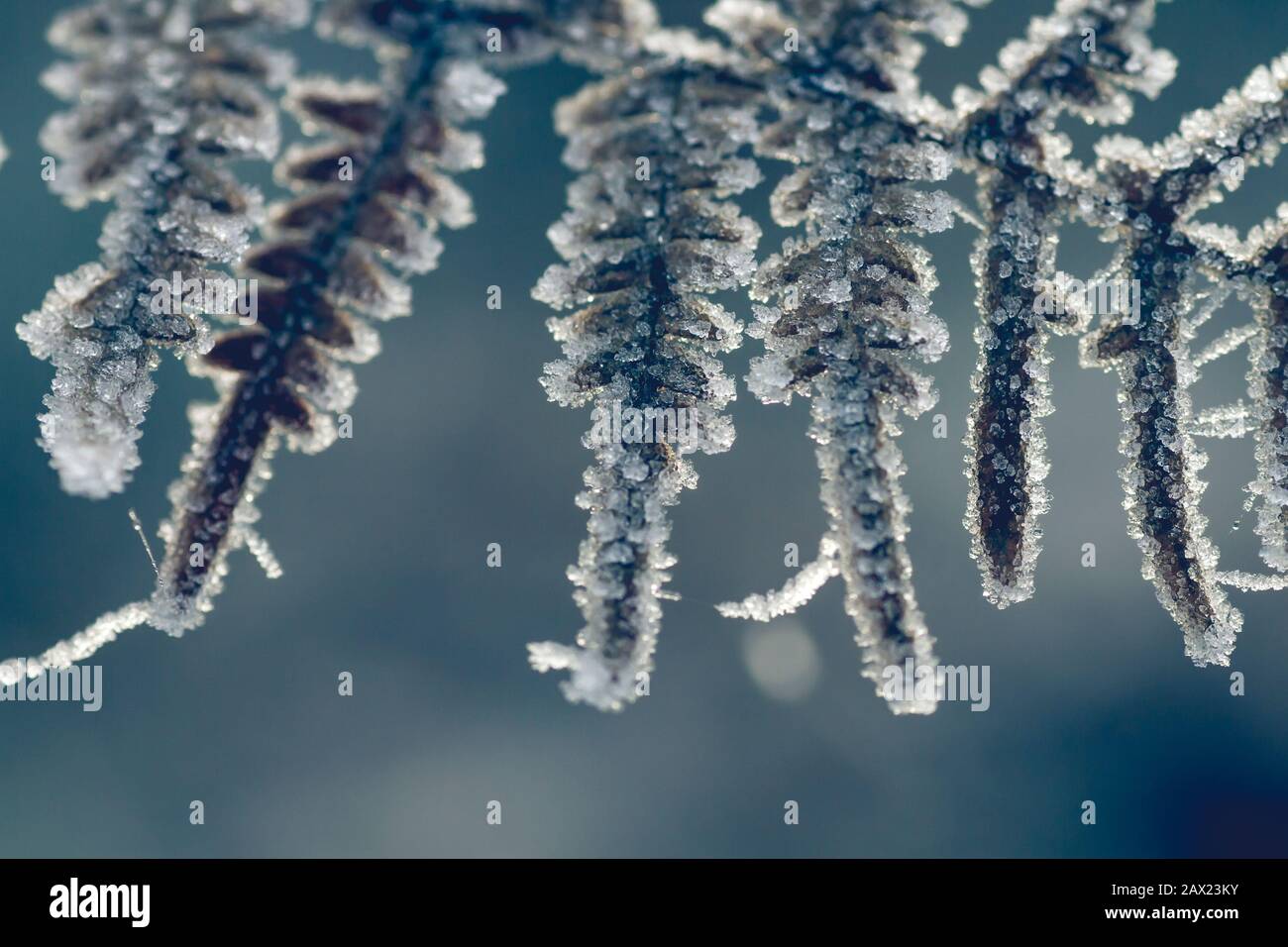 Detail of lady fern frosted fronds Stock Photo