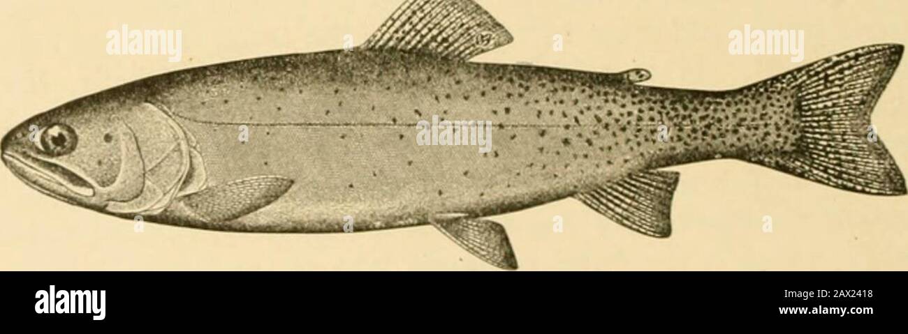 Fishes . Fig. 236 —Green-back Trout, So/oto stomias Cope. Arkansas River, Leadville, Colo. In Twin Lakes, a pair of glacial lakes tributary of the Arkansasnear LeadN-ille, is found Salmo clarkii macdonaldi, the yellow-finned trout, a large and very handsome species living in deepwater, and with the fins golden yellow. This approaches theColorado trout, Salmo clarkii pleuriiicus, and it may be derived. 1 Fk!.237.—Yellow-fin Trout of Twin Lakes, Salmo macdonaldi Jordan & Evermann. Twin Lakes, Colo. from the latter, although it occurs in the same waters as thevery different green-back trout, or S Stock Photo