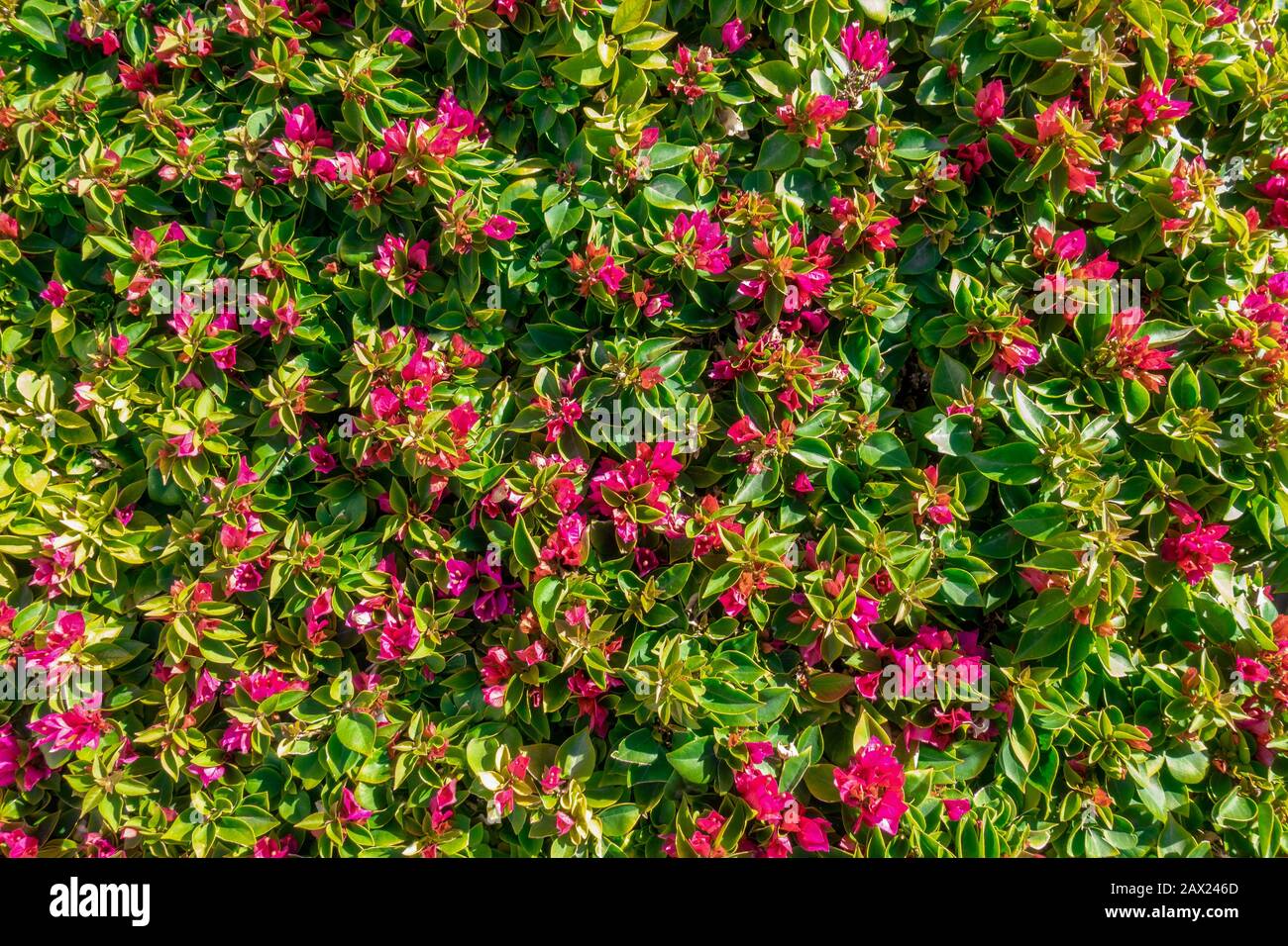Pink Tropical Bougainvillea Flowers In Bloom And Leaves Background. Purple Lesser Bougainvillea Glabra Bush. Floral Summer Wallpaper. Stock Photo