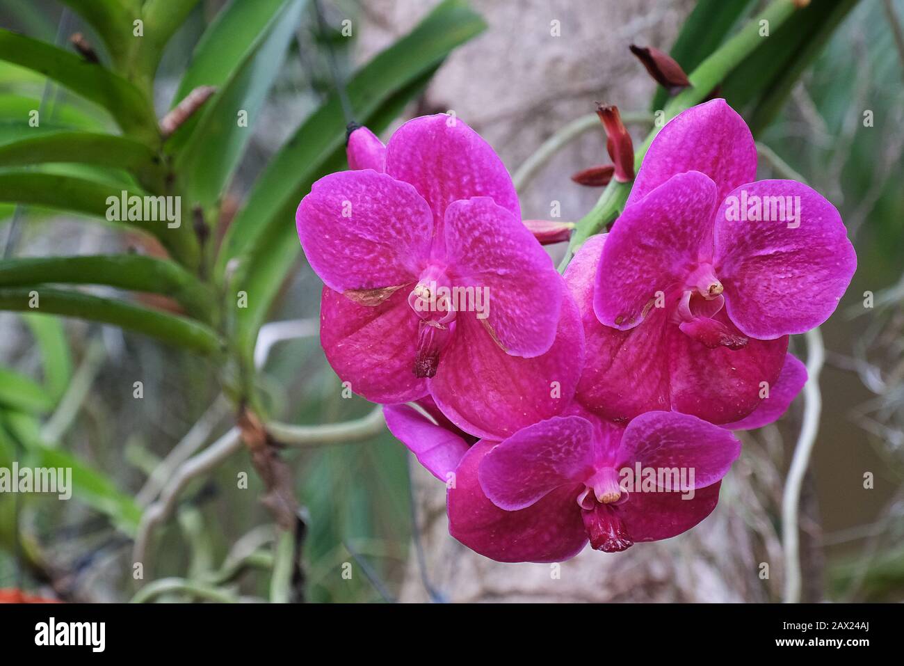 Pink/mauve Vanda orchid against green leaves and tree trunk Stock Photo