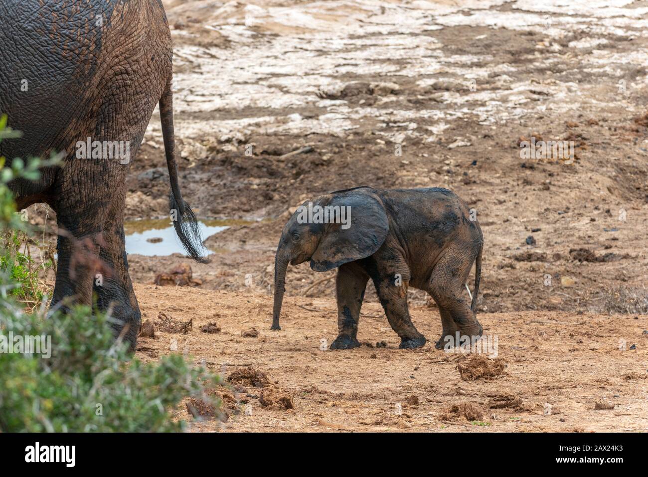 Mud spattered African elephant calf following its mother during a heatwave in the Addo Elephant National Park, Eastern Cape, South Africa Stock Photo