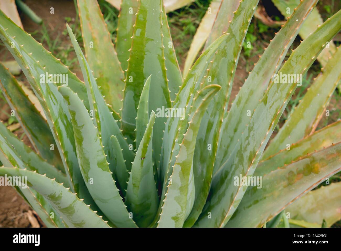Detail of green aloe vera plants Stock Photo Alamy