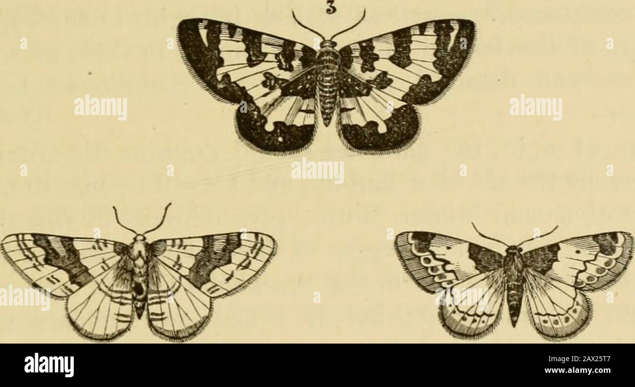 Insects at home; being a popular account of insects, their structure, habits and transformations . 1. Cheimatobia brumata. 2. Oporabia dilatata. 3. Melanippe hastata. 4. Melanippe montana. 5. Melanthia albicillata. at the same time concealing themselves from sight, and doingall the harm of which so tiny a creature is capable. It is insearch of these caterpillars that the small birds, more* especially the bullfinch and chaffinch, pick off and devour thebuds of fruit-trees. It is true that they do not restrict them-selves to those buds which contain caterpillars, but that theyact rather at rando Stock Photo