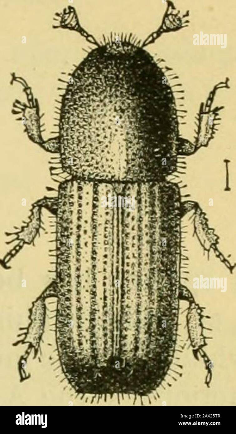 Fifth report of the United States Entomological Commission, being a revised and enlarged edition of Bulletin no7, on insects injurious to forest and shade trees . CL. Fig. 211.—c, mine, •with eggs, of Xyleborus ccelatus.Gissler del. 278.—Xyleborus ccelatus,J. B. Smith and MissSullivan del. of their length and rounded at tip. X. ccelatus ranges from Canada toTexas and California. In this species the declivities of the elytra atthe end of the body are with two prominent tubercles, and some smallermarginal ones; elytra strongly punctured in rows: interspaces withrows of distant punctures. (Identi Stock Photo