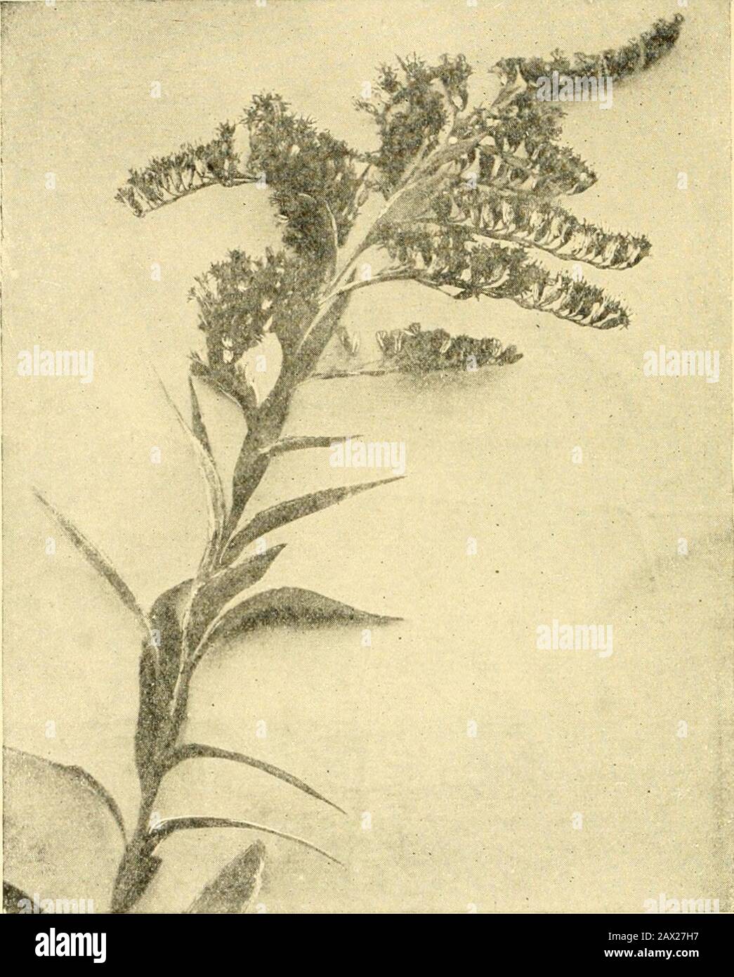 Horticulture, a text book for high schools and normals, including plant propagation; . ant; 2, seedling; 5, seed small and enlarged. (Minnesota Station.) Fig. 250.—Five-Finger; 1, top of plant; 2, seedling; 3, seedling somewhat older; 4, separate leaf; 5, seed enlarged. (Minnesota Station.) It may be said that weeds are beneficial in some respects. Theycause the owner to till the soil when otherwise he might neglectit. Some are good for feeding pigs or other stock, prickly lettuce(Fig. 247), pig weeds and others are relished by swine. Weeds and Grasses in Orchards.—It has already been shown in Stock Photo