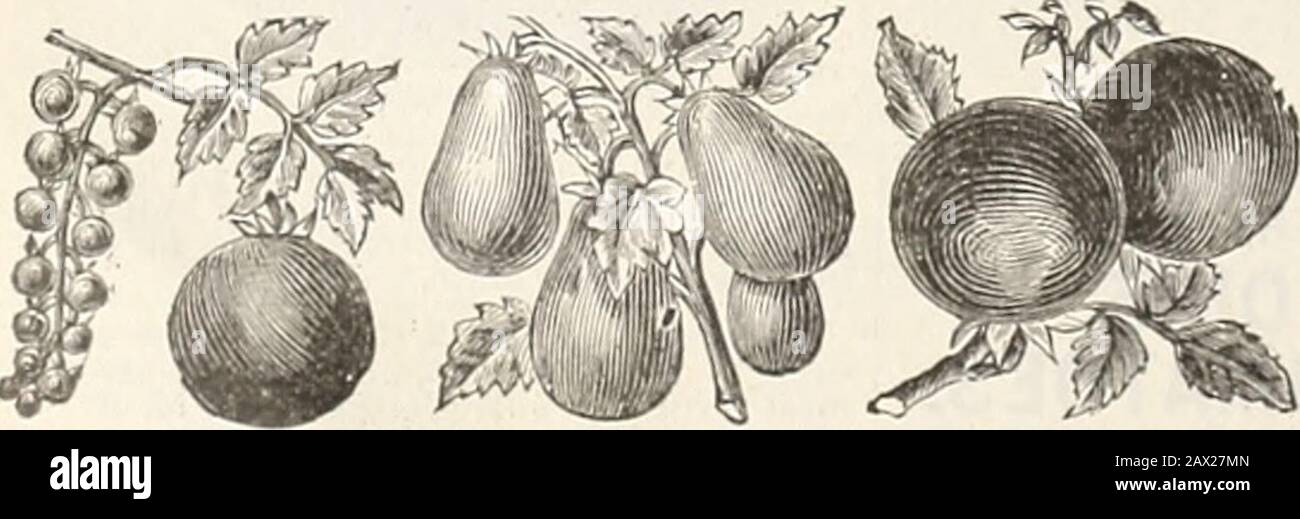 AWLivingston's Sons seed annual . PLUM OR PEAR. KEI&gt; (TRUANT. A CLUSTER. A PEACH TOMATO. Red Currant, Red Cherry, Yellow Cherry, Yelovv Plum, RedPear Shape. Excellent for Pickles, PRESERVES vnd Pies. Price ofvariety—Pkt., 5c; oz., 30c. We can supply Mayflower, Red Queen, Lorillard, Hathaways Ex-celsior, Volunteer, Carnival, at tin- uniform price of 5c. per pkt..peroz., GOc per 1 ozs., 82.00 per lb.; Also Many Other Varieties of To-matoes at customary prices. The T. A. Snider Preserve Co.. Manufacturers of the Famous Snider TomatoSoups and Catsups. Cincinnati. 0. (Jan. 21, 92), writes; Your Stock Photo