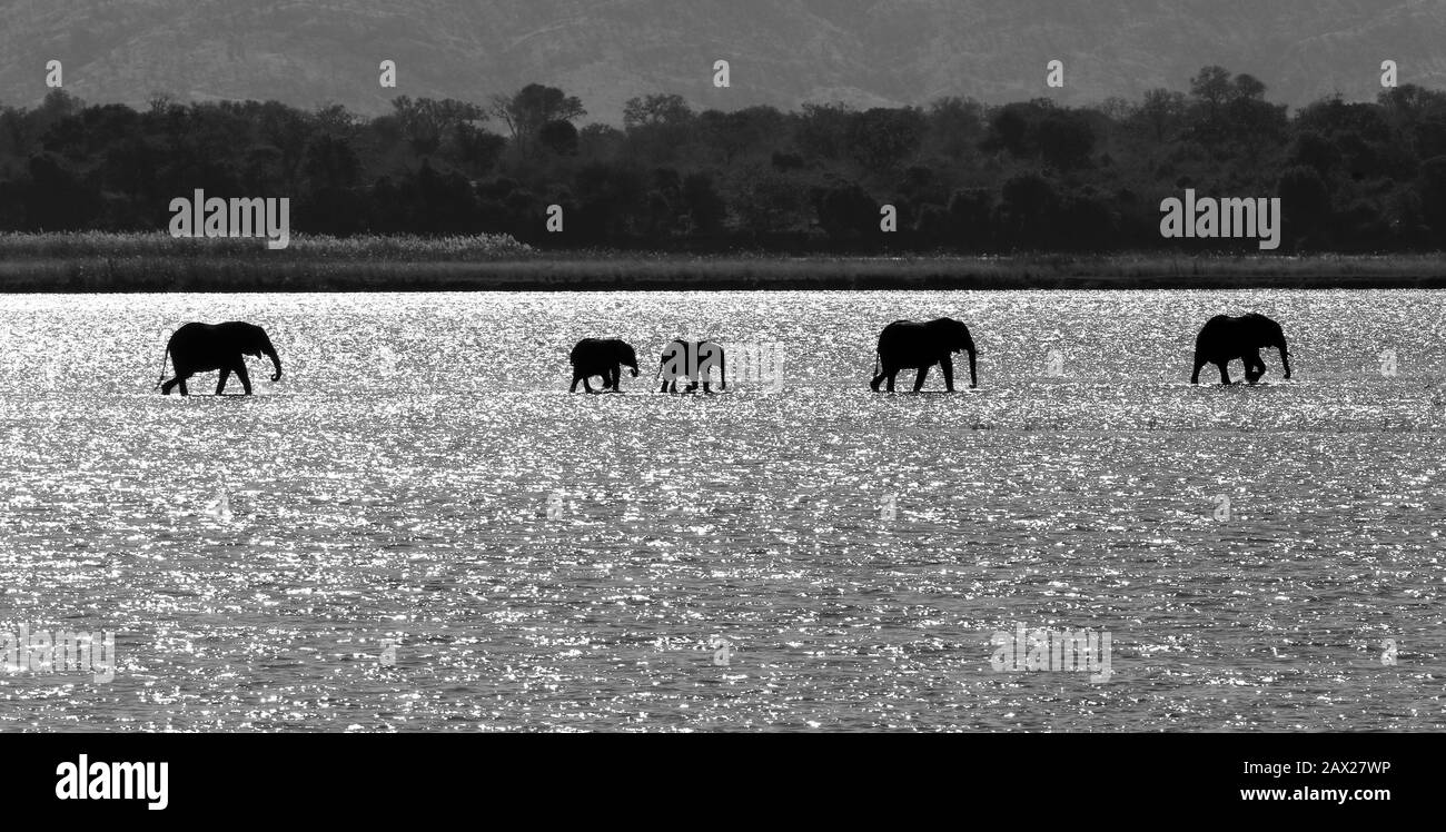Zimbabwe Elephants, Wildlife in the Zambezi Valley Stock Photo