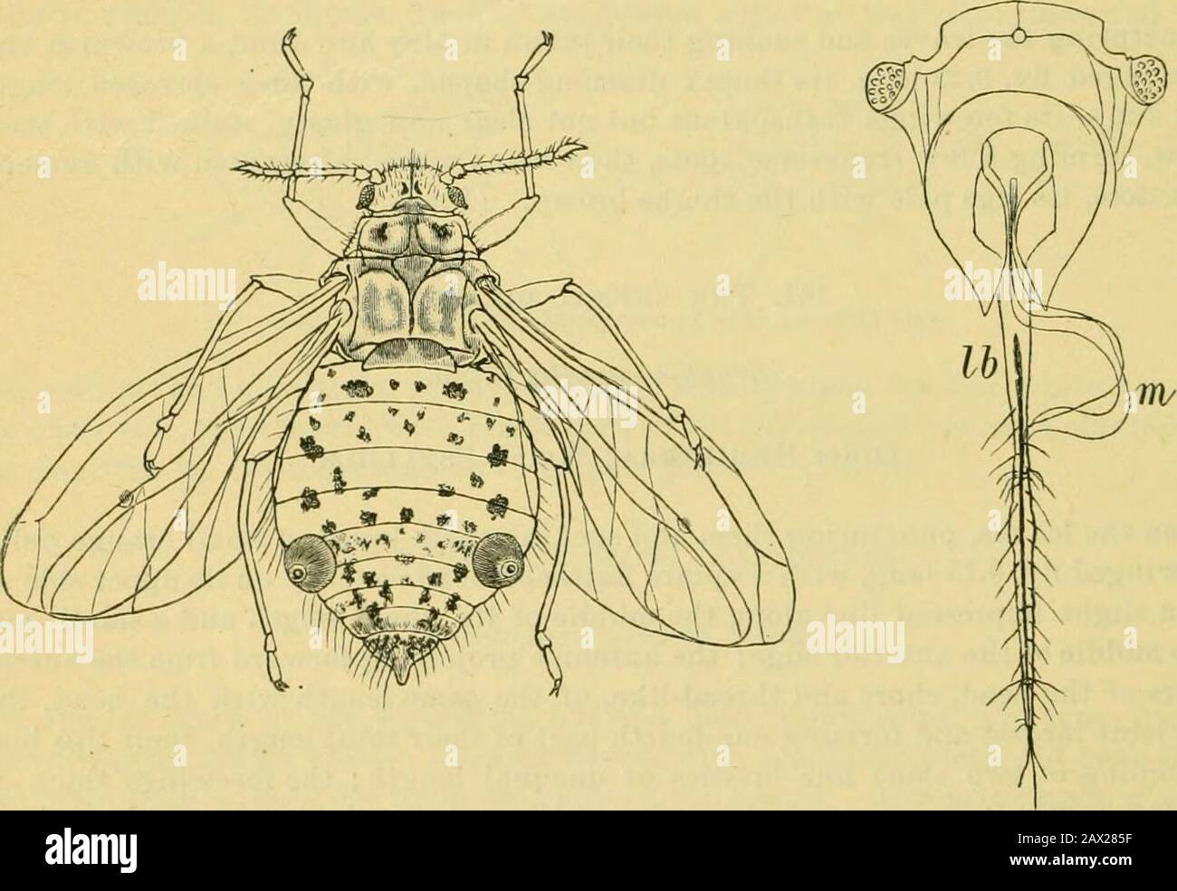 Fifth report of the United States Entomological Commission, being a revised and enlarged edition of Bulletin no7, on insects injurious to forest and shade trees . Fig. 273.—Pine Lachnus. A head and beak, lb labrum, m mandibles; a, larva, male; 6, female, bodyfilled with eggs; c, papa (yellowish); g, odoriferous gland; h, orifice of the honey-tube —GisslerdeJ. 143. The white pine schizoneura. Schizoneura pinicola Thomas. Order Hemiptera ; family Aphid^e. Feeding on the tender shoots of the young white pines in Illinois, their presenceindicated by slender snow-white silky webs, and usually cover Stock Photo