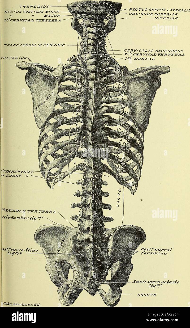 Practical human anatomy [electronic resource] : a working-guide for students of medicine and a ready-reference for surgeons and physicians . inferior orifice of the sacralcanal; inter articular ligaments between the cornua of thecoccyx and sacrum ; lateral ligaments bridge between the con-tiguous borders of the two bones. 75. Sacro-iliac Articulation, Plate 42 ; Fig. 1, Plate 45 ;Plate 147.—This articulation includes the following elements:bones, direct ligaments, and indirect ligaments. The bonesare : the ilium portion of the innominate bone ; the sacrum ;the fifth lumbar vertebra (transverse Stock Photo