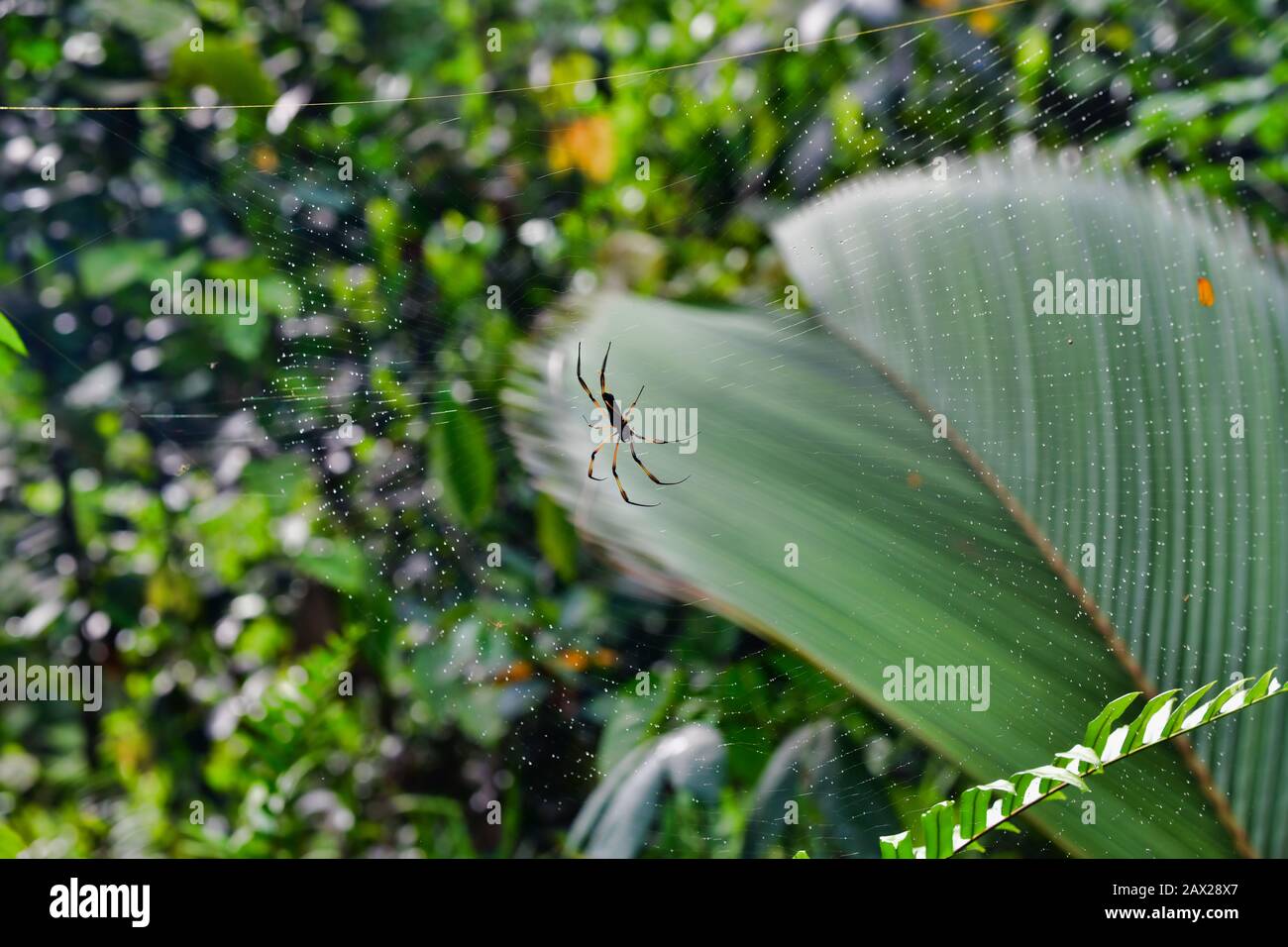 Palm Spider close-up (Nephila inaurata). Stock Photo