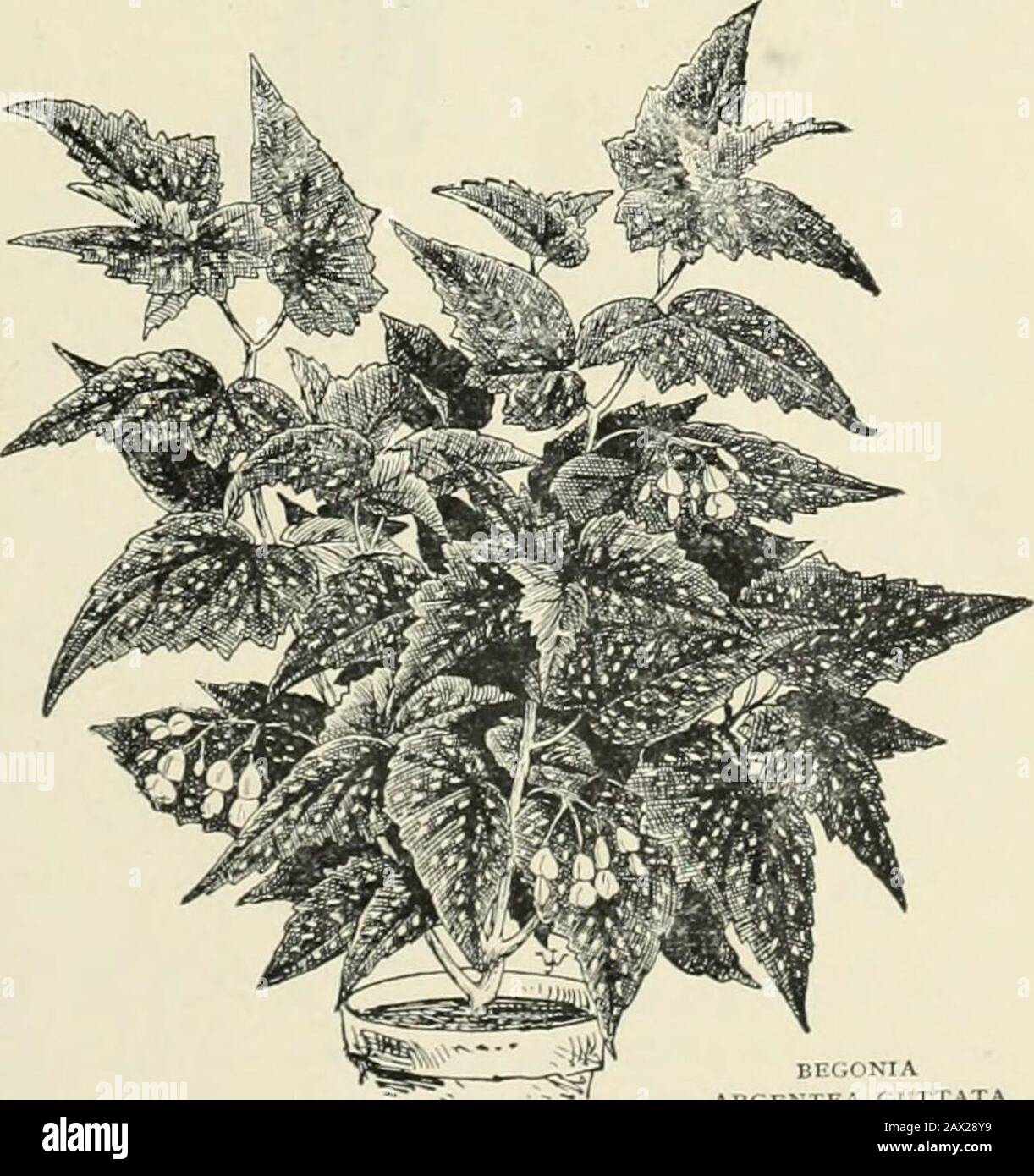 Vick's catalogue : bulbs plants and seeds . it withstands the indoor temperaturewell. Each 15 cents ; larger plants 25cents, 50 cents, and £1.00 each. CLIMBING LACE FERN Asparagus plumosus nanus, beau-tiful on account of its light featherygrowth, which very much resembleslace. The graceful, dark greenfoliage surpasses the Maiden HairFern in delicacy of texture. Splen-did as a pot plant and for decorativepurposes. Each 20 cents ; two for35 cents. CYPERUS, Umbrella Plant Cyperus alternifolius, a beautiful, easy growing plant. Itmakes a very showy plant for pot culture, is one of thebest for fern Stock Photo