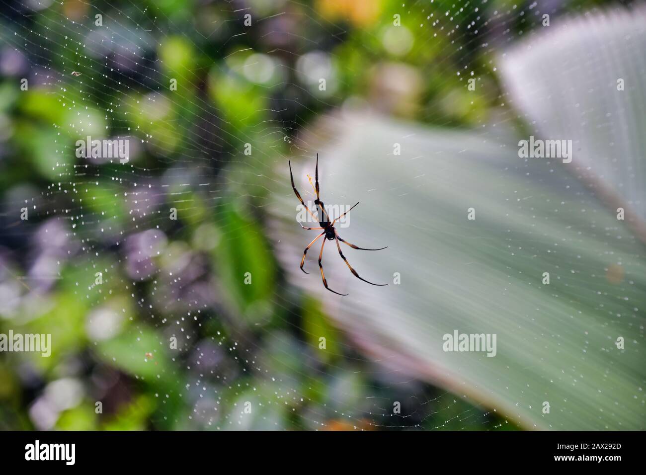 Palm Spider close-up (Nephila inaurata). Stock Photo