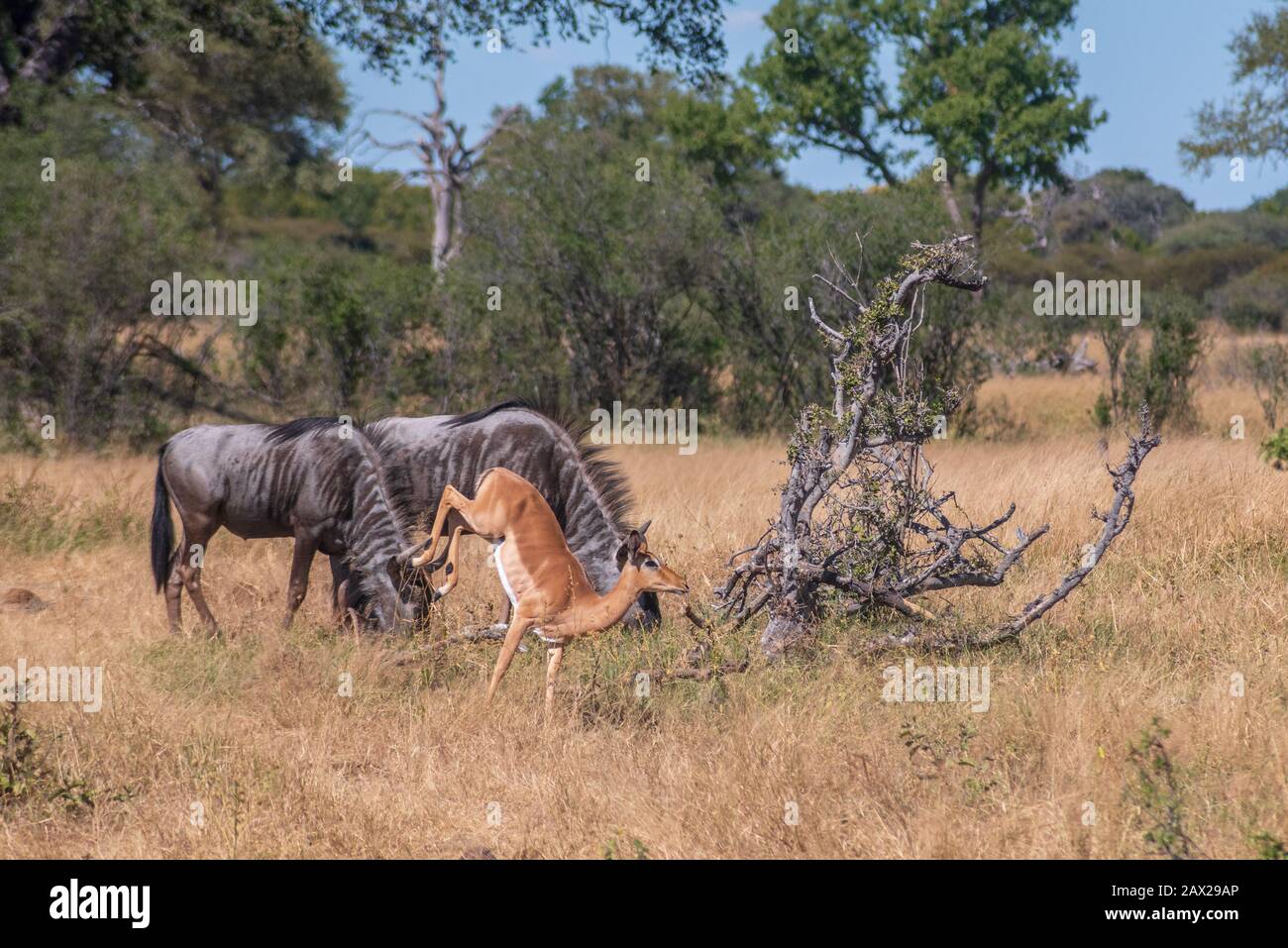 Blue Wildebeest and passing Impala at Nehimba Zimbabwe Stock Photo