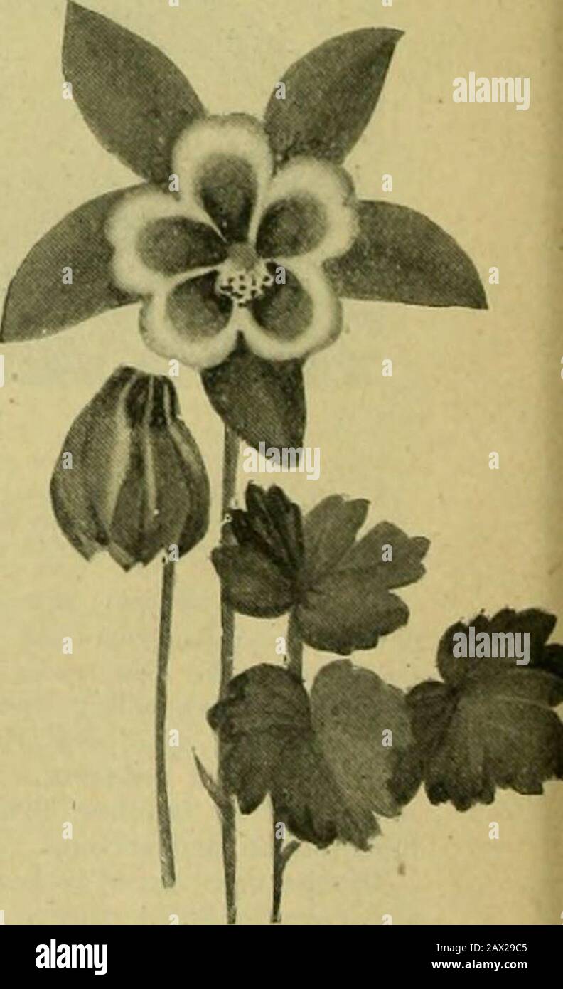 The century supplement to the dictionary of gardening, a practical and scientific encyclopaedia of horticulture for gardeners and botanists . let-rose. A very early-flowering, compact - habited, dwarf, garden form. (B. H. 1887, p. 548.) The variety Jlore-alto has flowers entirely white.A. f. nana flore-albo (dwarf, white-flowei-eu). A garden variety. 1838.A. hybrida (hybrid). A form of A. coiruiea.A. kanaoriensis (Kanaor). A synonym of A. Moorcroft- iaiia.A. longlsslma (very long). Jl. pale yellow, straw-coloured, nearly white, or tinged with red; spurs 4in. or more in length. I. glaucous bene Stock Photo