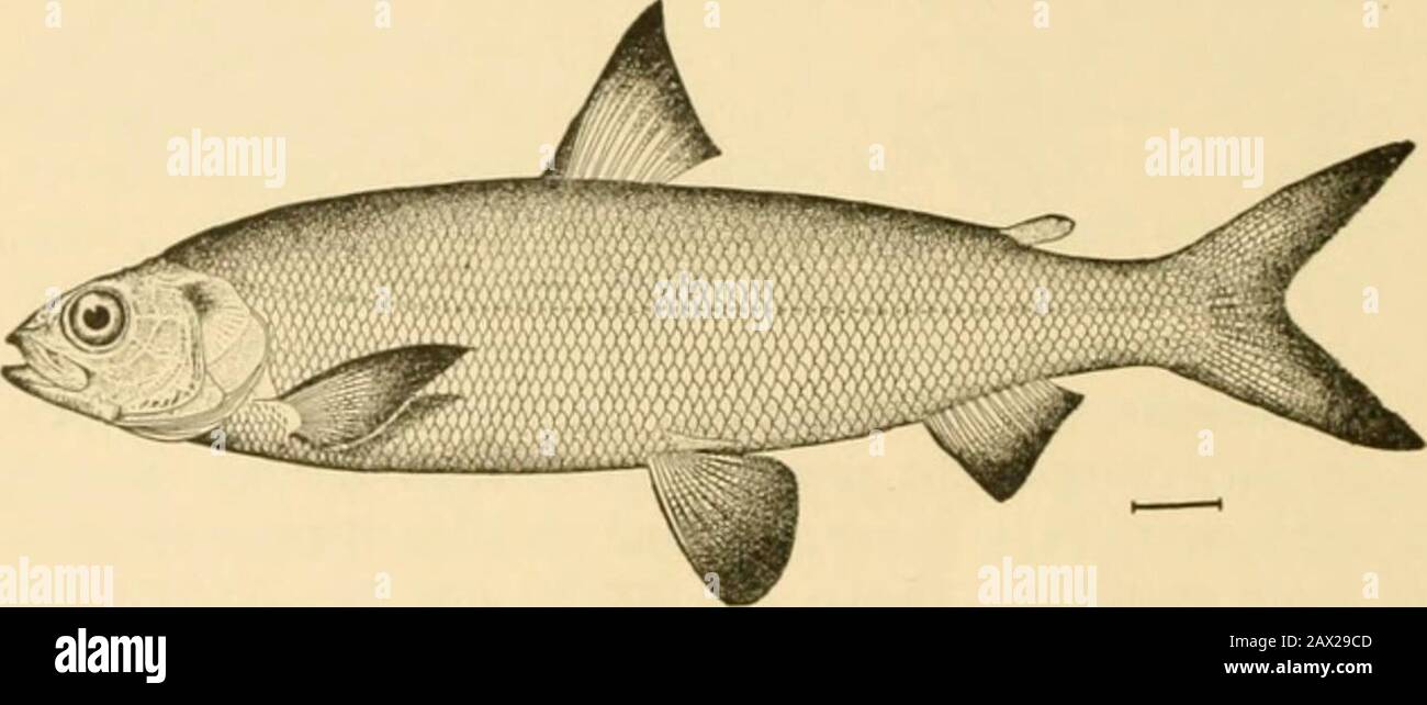 Fishes . ason of the whitefish the lake herring feeds on the ova of  thelatter, thereby doing a great amount of mischief. As food 290 Salmonidae  this species is fair, but much