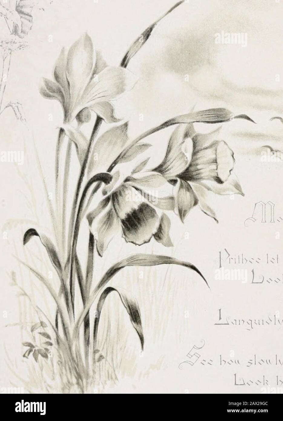 Rose Buds And Holly Berriesculled From Mrshemans Wordsworth Etc In Iiivbvorc 1 N S U Ken In O V 5 Llv Brvvlbci Lol Gt N Ors I Yp S I Couks Nir Cinv 5 1iv Gt C R7w Mony
