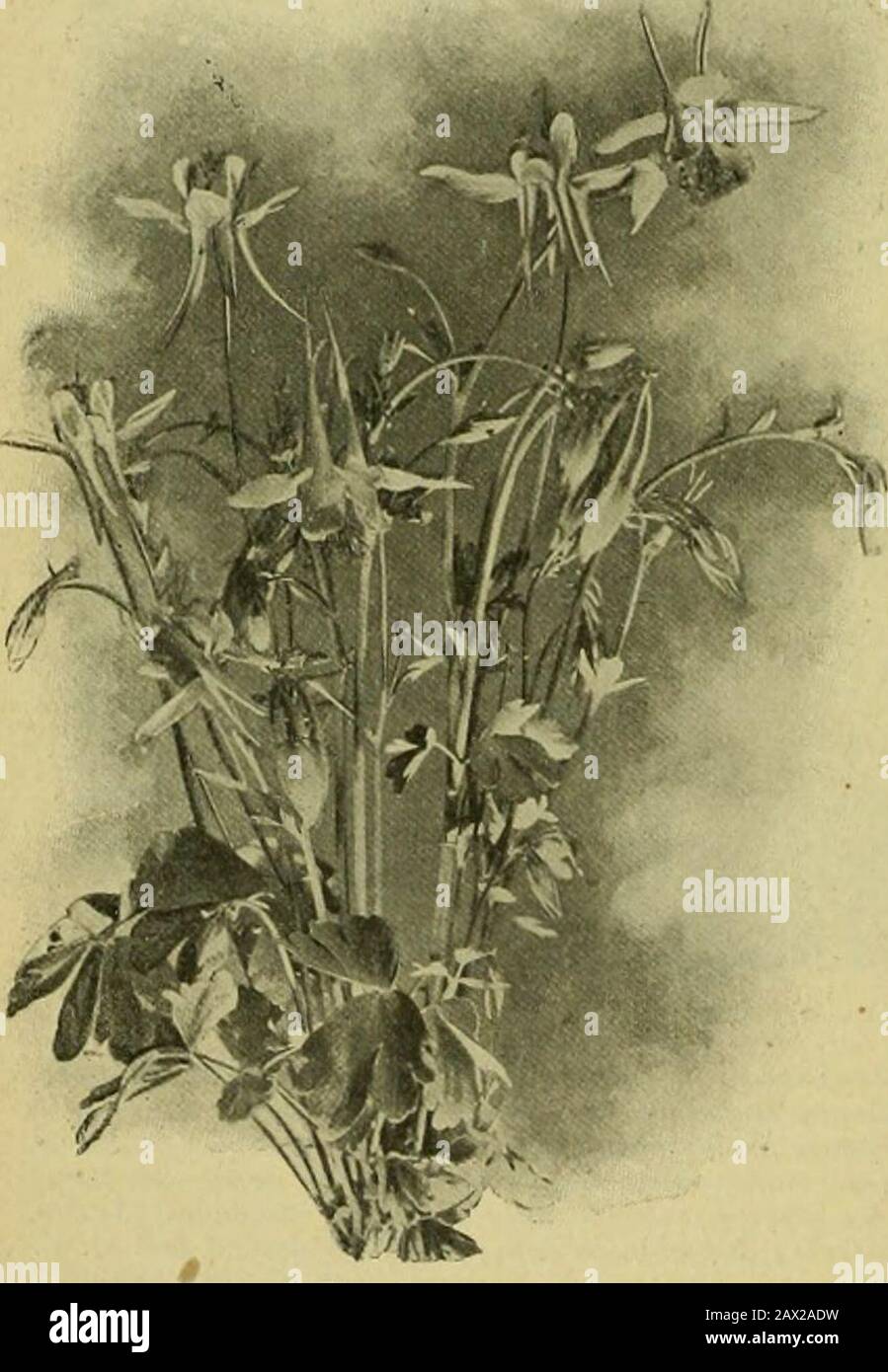 The century supplement to the dictionary of gardening, a practical and scientific encyclopaedia of horticulture for gardeners and botanists . C. a. varie-gatus, C. natalensis, and 0. Papyrus; Eichhornia ozureo,E. Martiana, and E. speciosa; Herpestis Monniera;Hydrolea spinosa; Jussieua grandiftora; Limnanthemumindicum; Limnobiu7n bogoterise; Limnocliaris emarginata ;Myriophyllum proserpinacoides; Nelumhium luteum andN. speciosum; Neplunia plena; Nymphsea amazonum, N.Boucheana, N. capensi.i, N. Danbenyan&lt;t, N. Deaniana,N. devoniensis, N. elegans, N. Eugenie, N. flava, N. gigantea,N. gracilis, Stock Photo