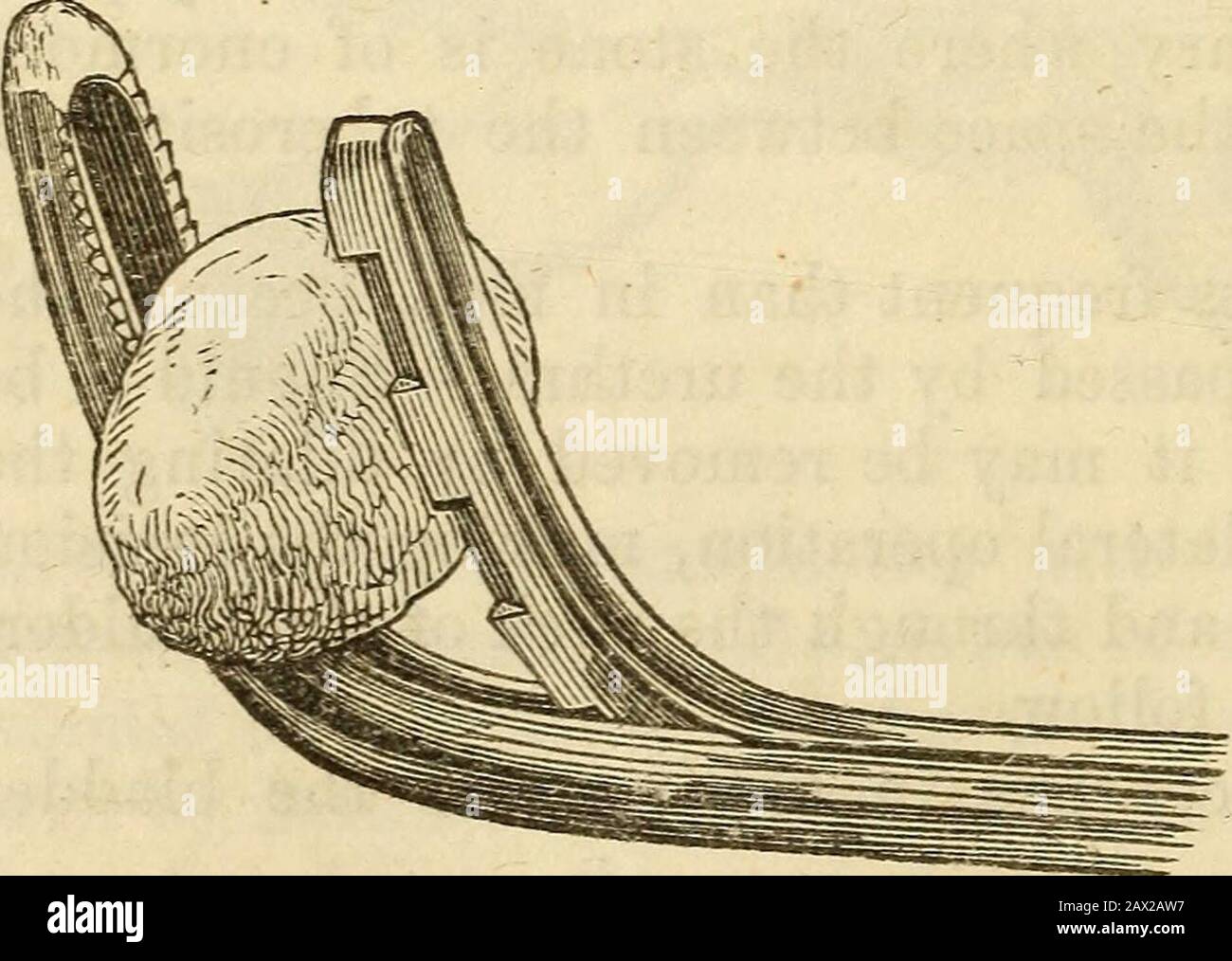 Sound bladder hires stock photography and images Alamy