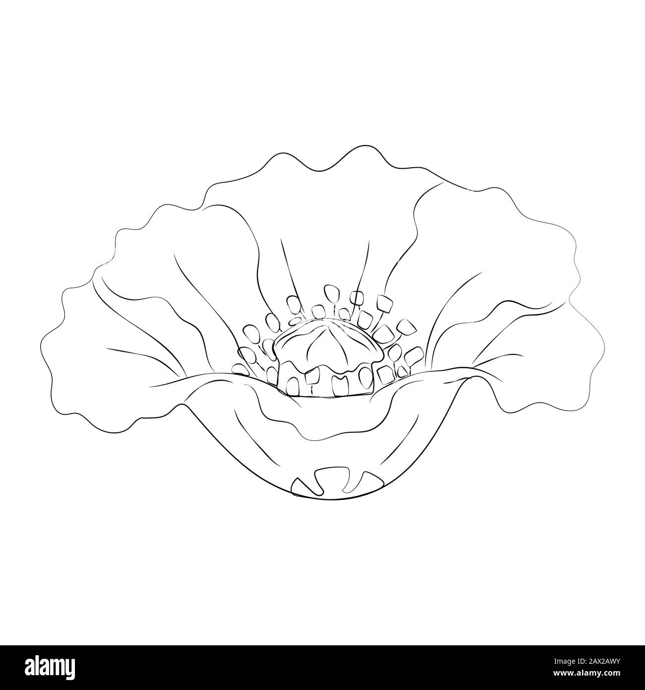 Opium Poppy Black and White Stock Photos & Images - Alamy