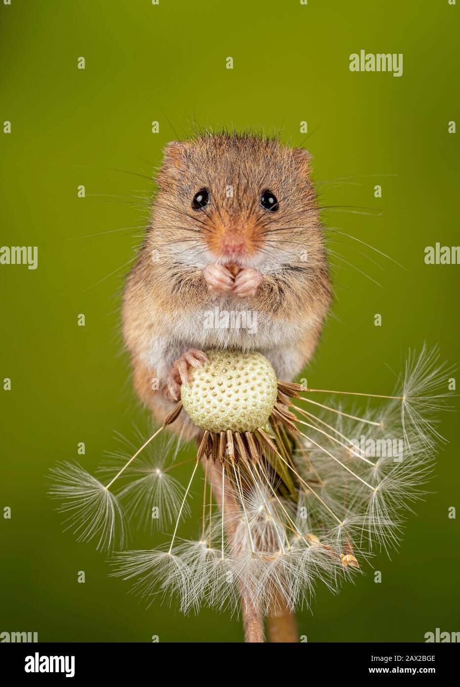Harvest Mouse on top of a dandelion Stock Photo Alamy