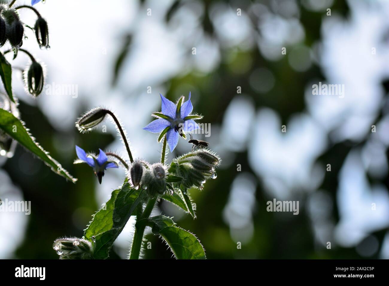 Blue borage flowers    (  Borago officinalis  )  in the back light , in the garden in front of green nature with bokeh,  copy space and a bee Stock Photo