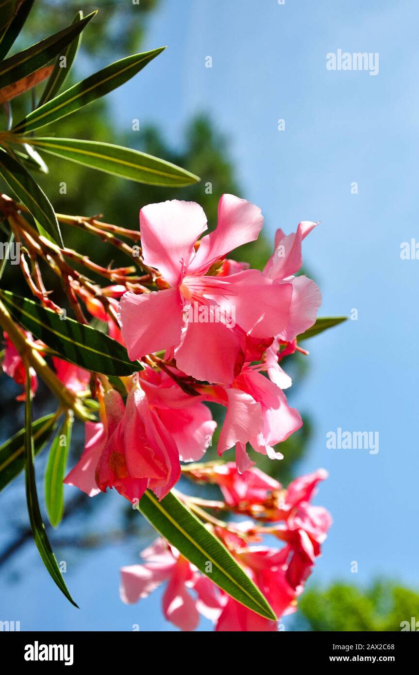 Beautiful pink flower in italy Stock Photo Alamy