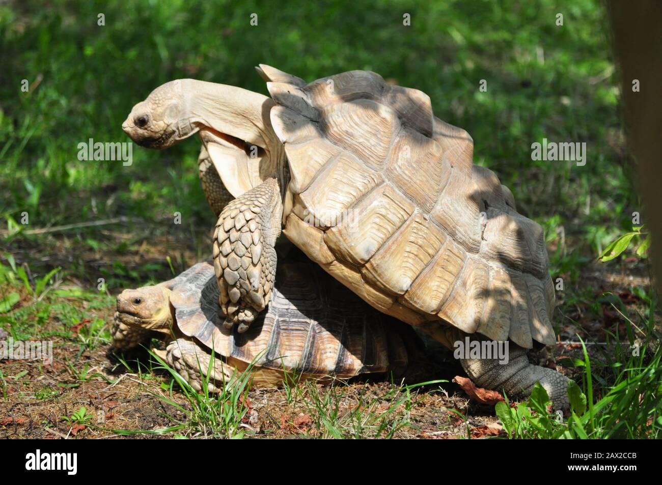 Turtles making love right now Stock Photo - Alamy