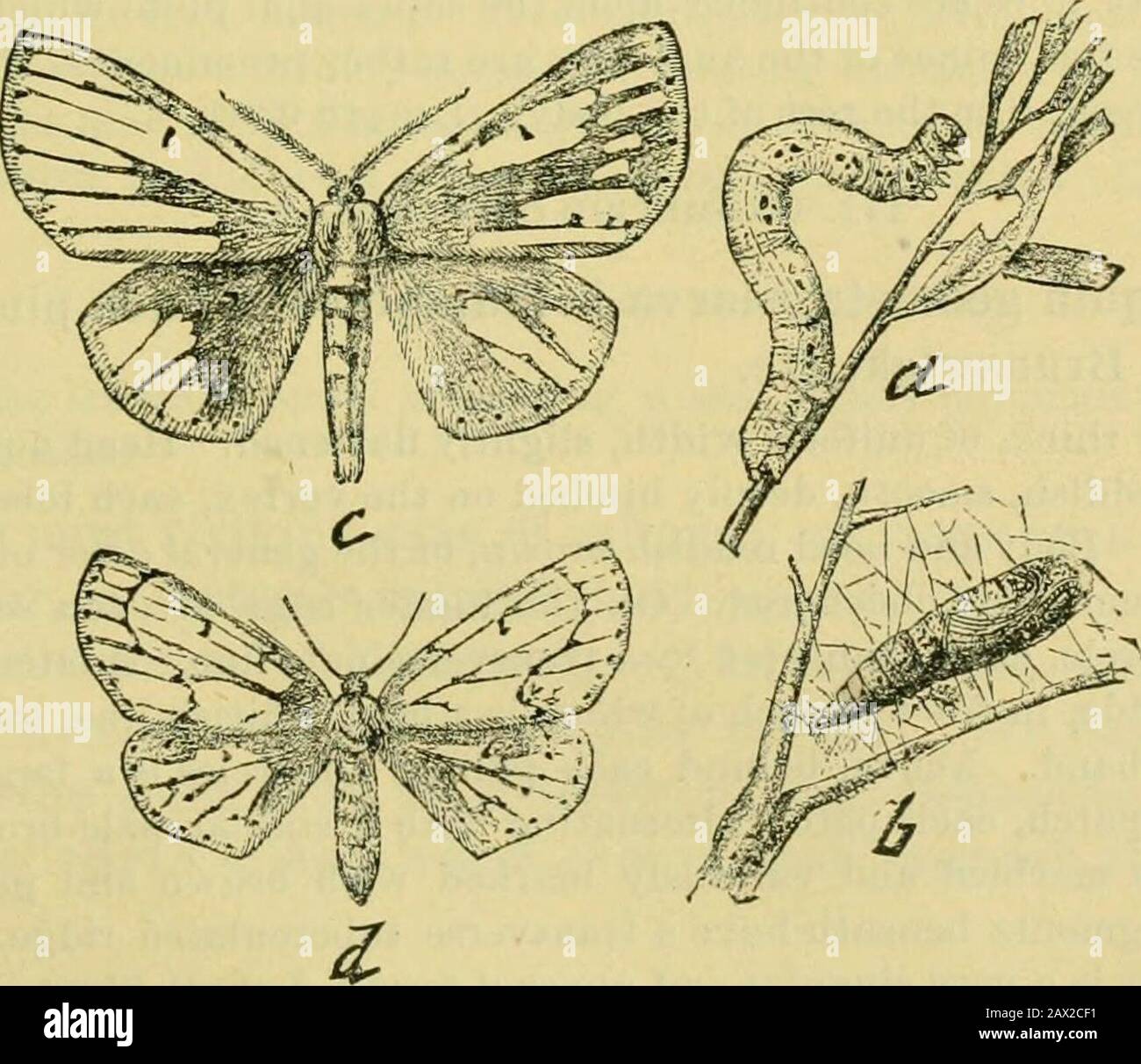 Fifth report of the United States Entomological Commission, being a revised and enlarged edition of Bulletin no7, on insects injurious to forest and shade trees . e catenaria (Drury).(Larva, Plate xxxii; figs. 3, 3a, 3b, 3c.) What was without much doubt a belated caterpillar of this specieawas fouud on the white pine October 5, but the body was not soclear a yellow, and the two black spots on the side of each segmentwere not well defined. A chrysalis was also beaten out of a pitch pineAugust 31; another out of a hackmatack August 30. The moths fromthese chrysalids appeared September 15 and 16. Stock Photo