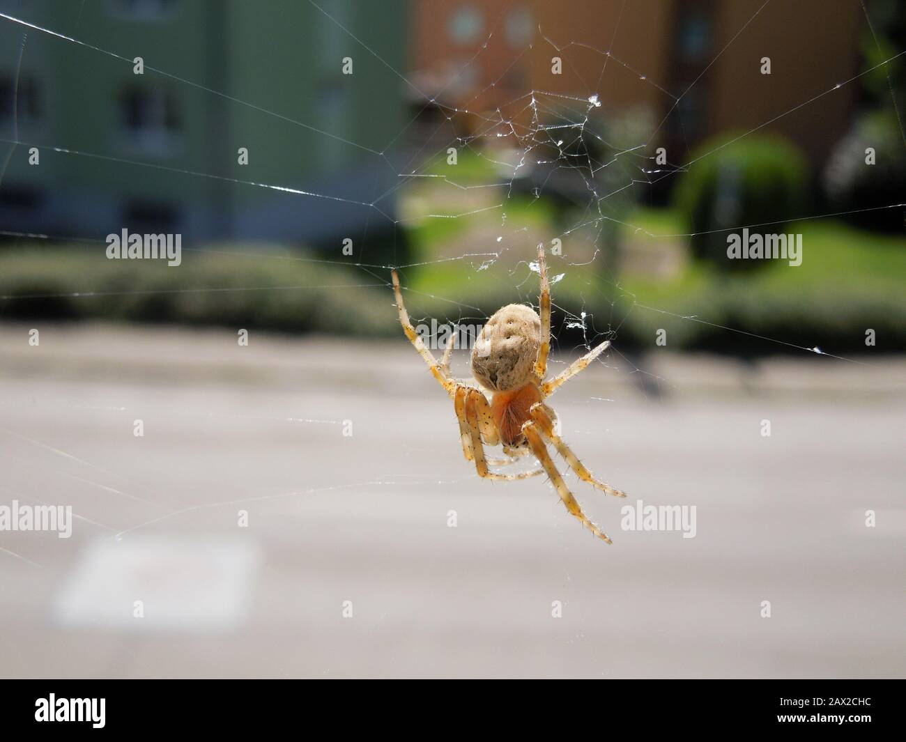 Small light garden spider in the web Stock Photo - Alamy