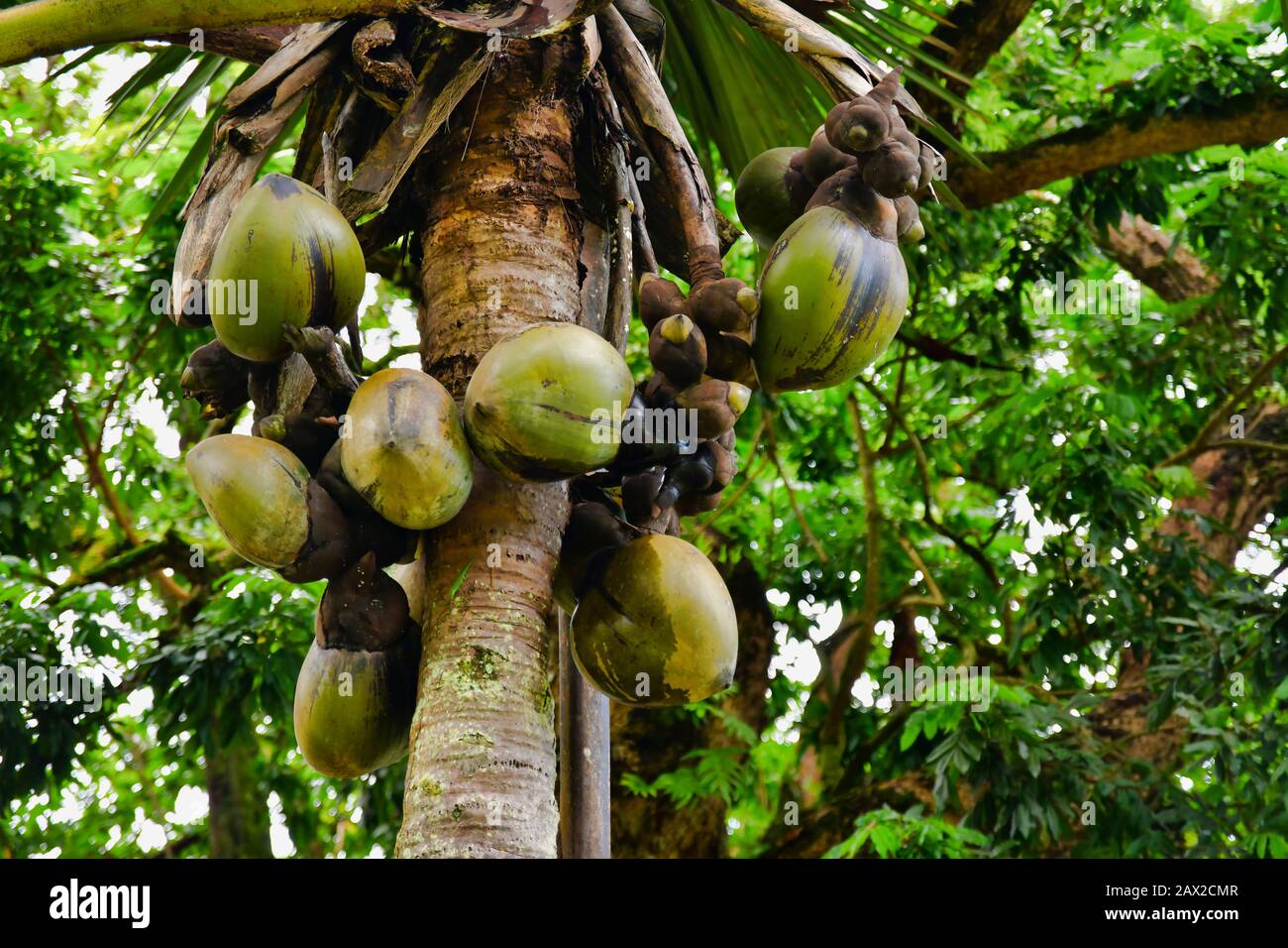 Coco de mer palm tree seeds hi-res stock photography and images - Alamy