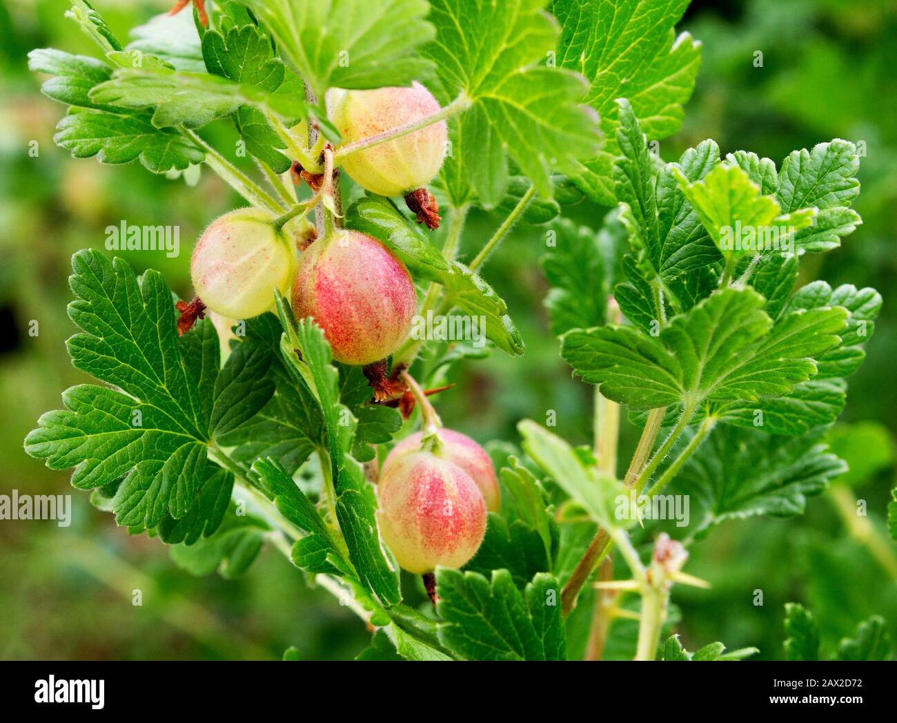 Gooseberries branch with fruits. Gooseberry bush Ribes uva-crispa 'Invicta'  growing in an Russian garden. Fresh gooseberries on a branch Stock Photo -  Alamy