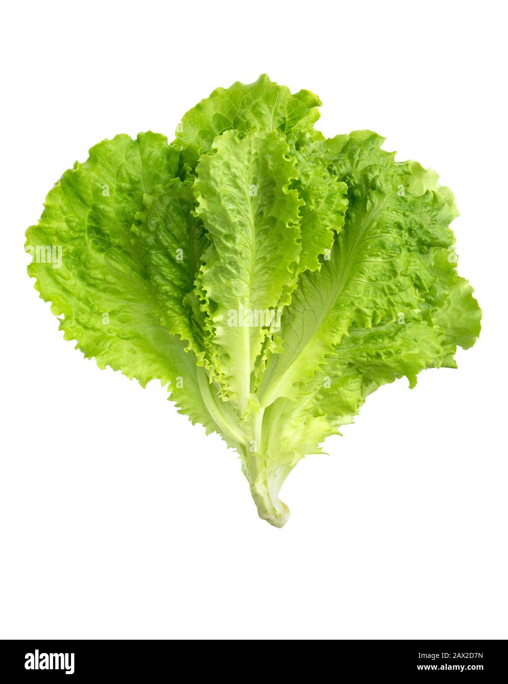 Lettuce fresh. Salad leaf. Lettuce isolated on white background. Fresh green lettuce leaves. Stock Photo