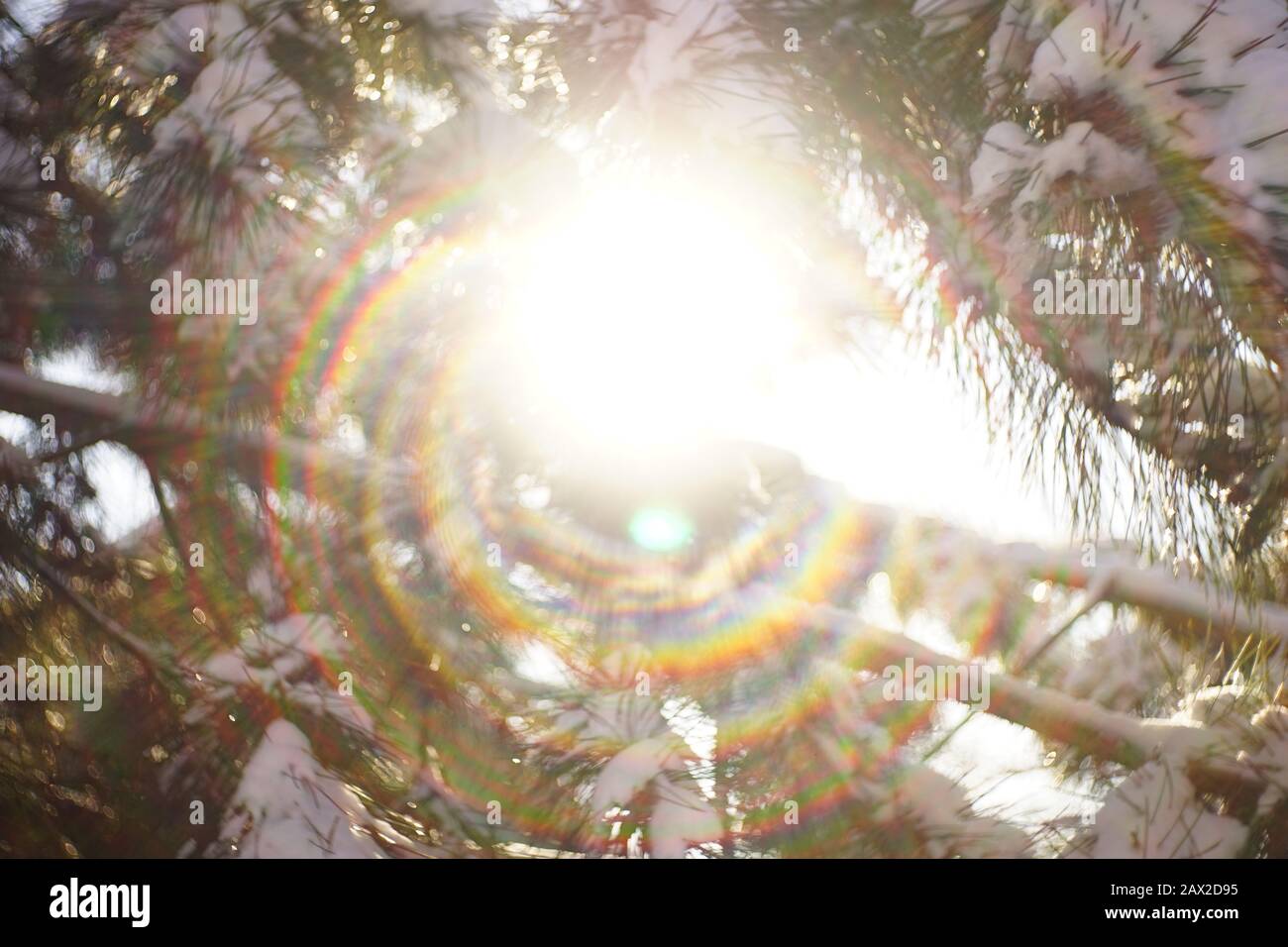 The sun shines through pine branches in the snow Stock Photo