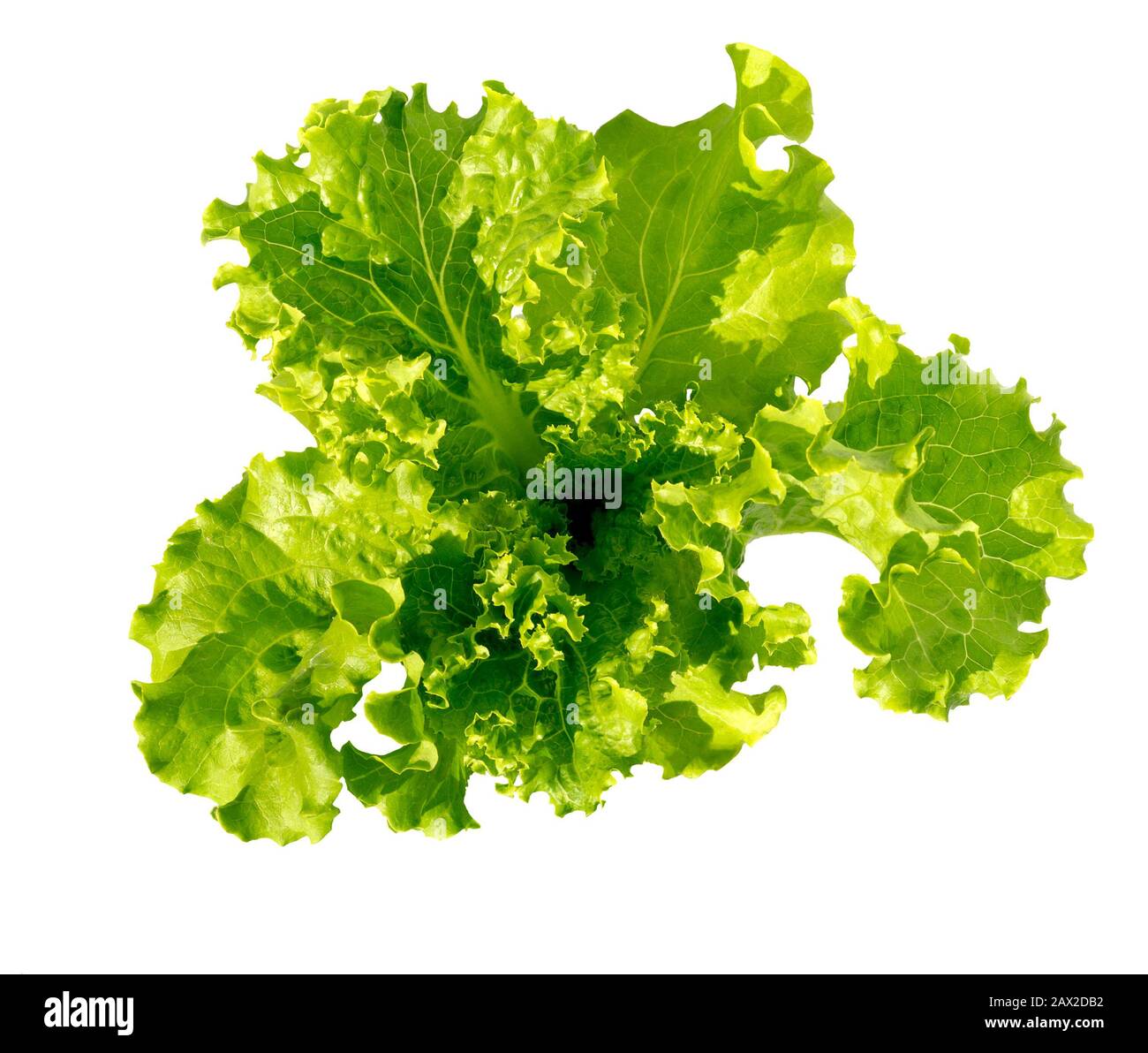 Lettuce fresh. Salad leaf. Lettuce isolated on white background. Fresh