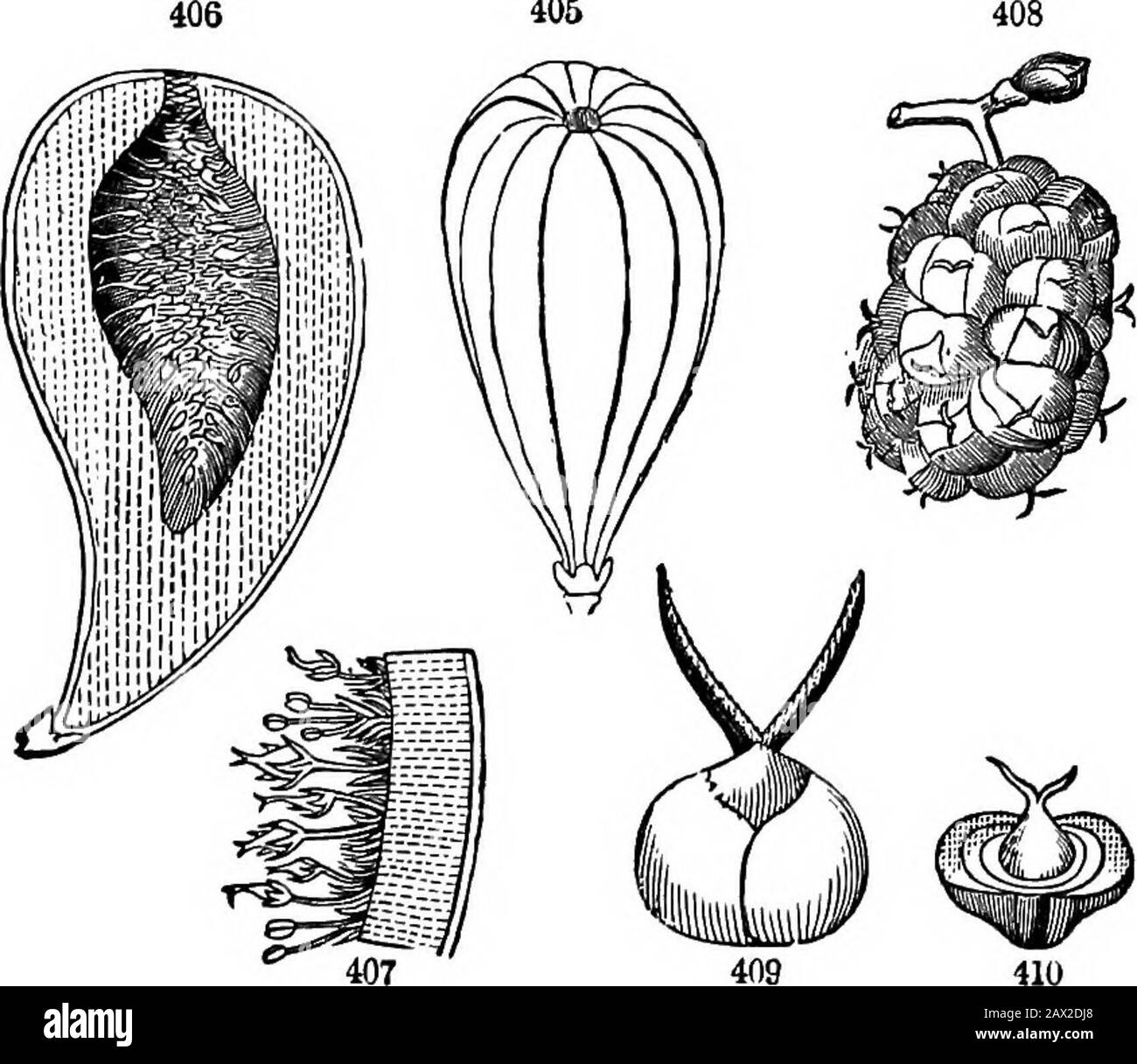 The elements of botany for beginners and for schools . 379. The Strobile or Gone fPig. 411), is the peculiar multiple fruitof Pines, Cypresses, and the like; hence named Conifem, viz. cone-bearing FiQ. 401. Silique of a Cadamjne or Spring Cress. Fig. 402. Silicle of Shepherds Purse. 403. Same, with one valve removed. Fig. 404. Pyxis of Purslane, the lid detaching. Fig. 405. A flg-frult when young. 406. Same in section, 407. Magnified por-tion, a slice, showing some of the flowers. Fig. 408. A mulberry. 409. One of the grains younger, enlarged; seen to be!t pistillate flower with calyx becoming Stock Photo