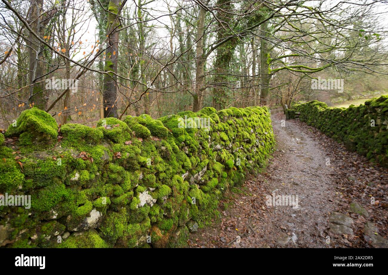 Moss growing on dry stone walls next to woodlands in winter near Silverdale Lancashire England UK GB. Stock Photo