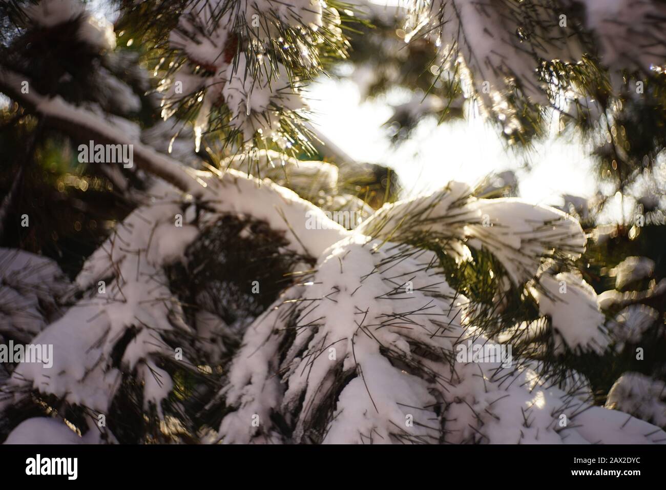 Closeup pine branches covered with snow in sunny winter forest. Stock Photo
