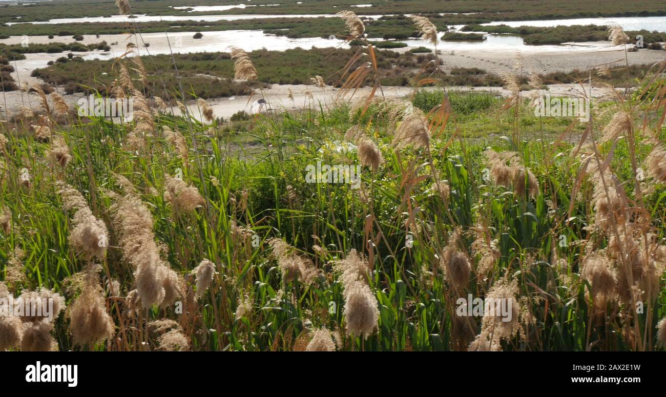 Wind Through Reeds Wind blowing against dried reeds hi-res stock photography and images ...