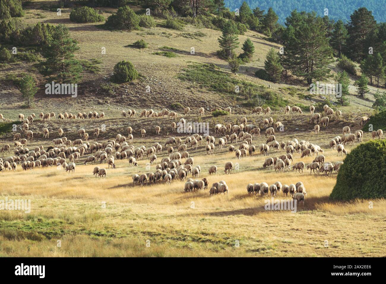 Flock of sheeps grazing in the field on a summer afternoon Stock Photo ...