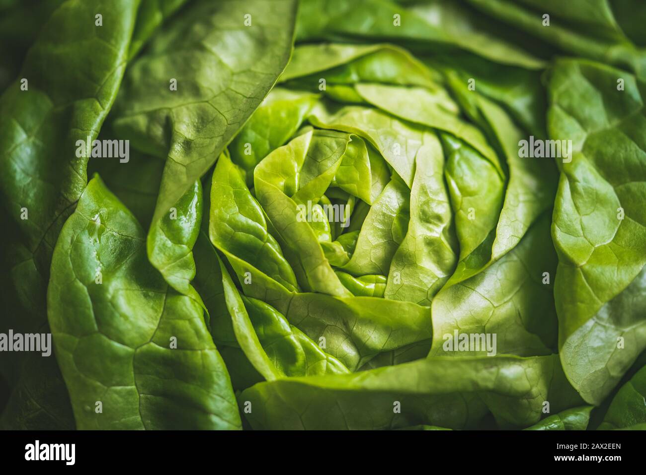 Green and fresh leaves of an organic Butterhead lettuce also known as